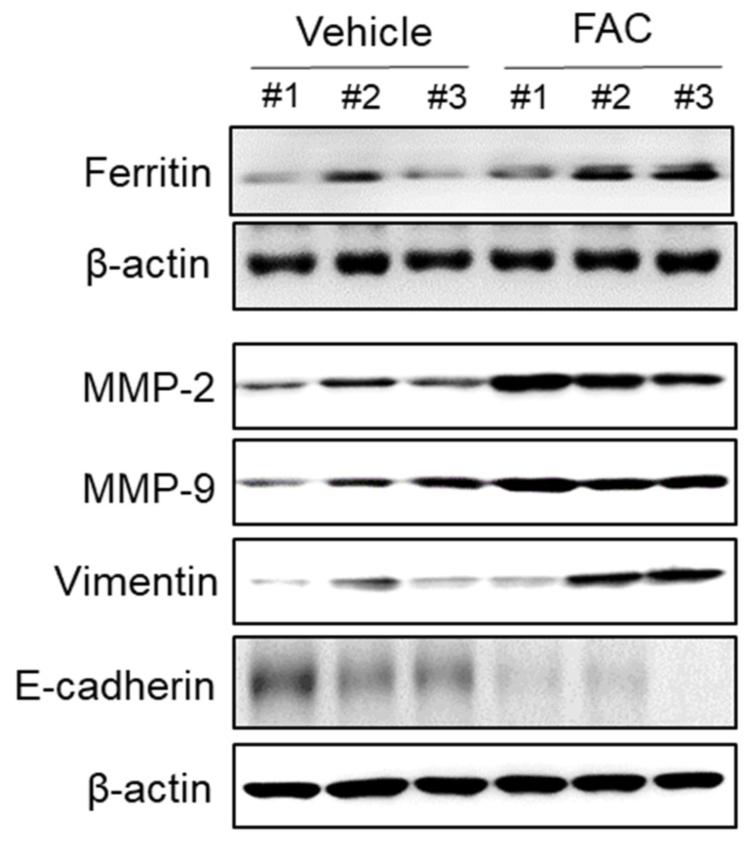 Biomedicines 08 00454 g008