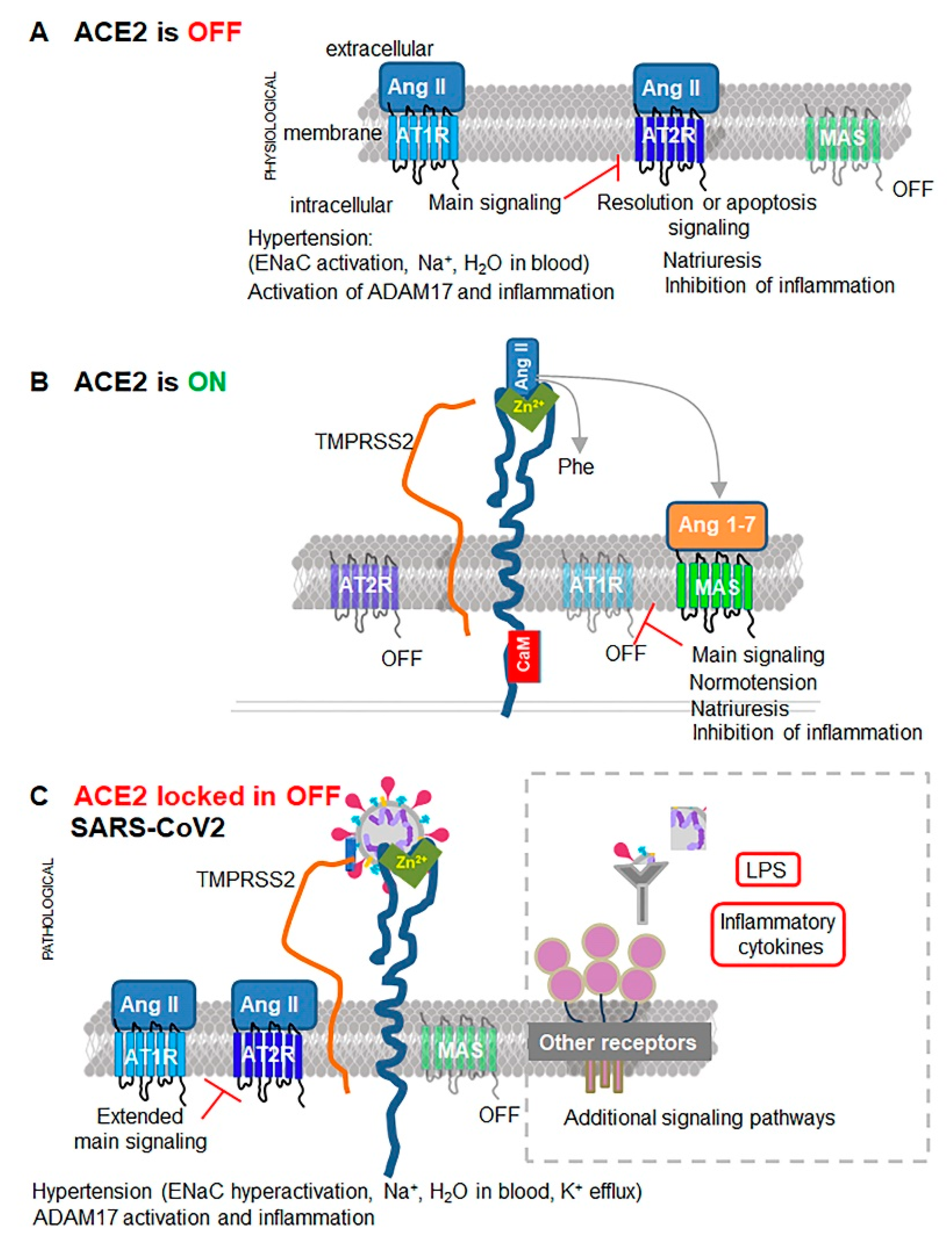 Biomedicines 08 00460 g002
