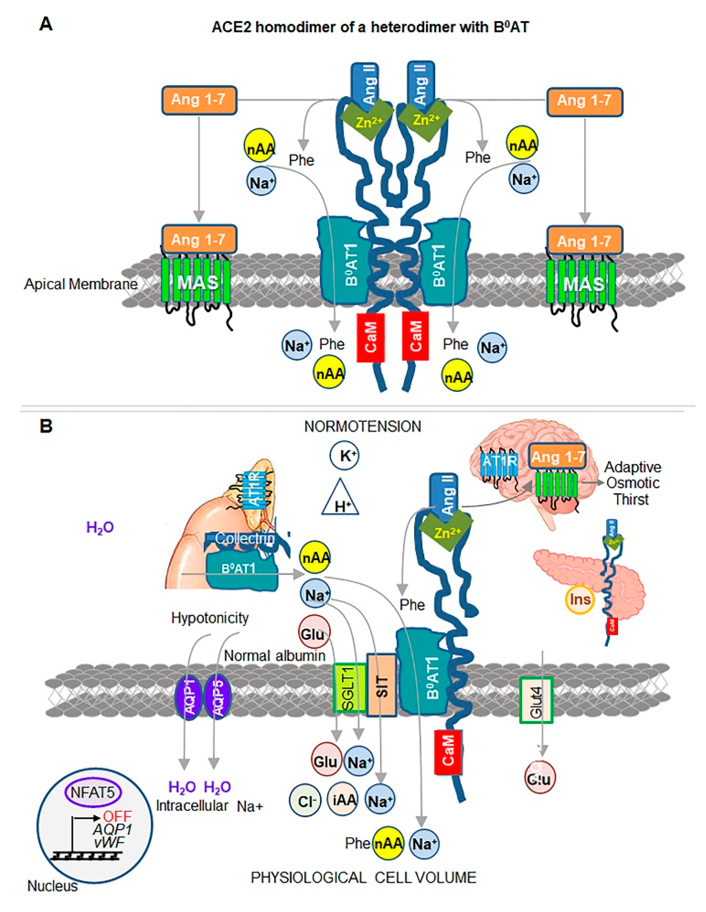 Biomedicines 08 00460 g005