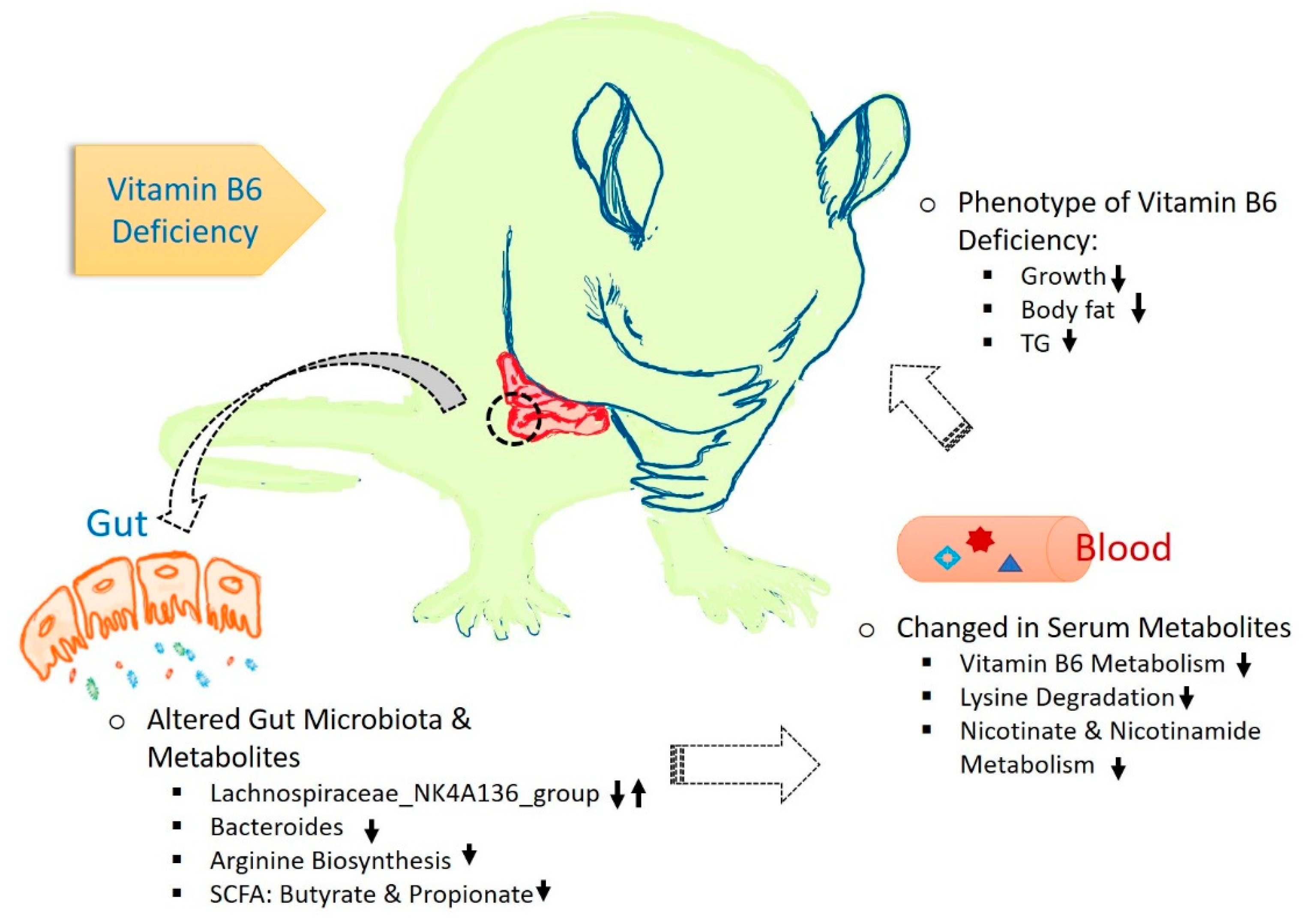 Biomedicines 08 00469 g007