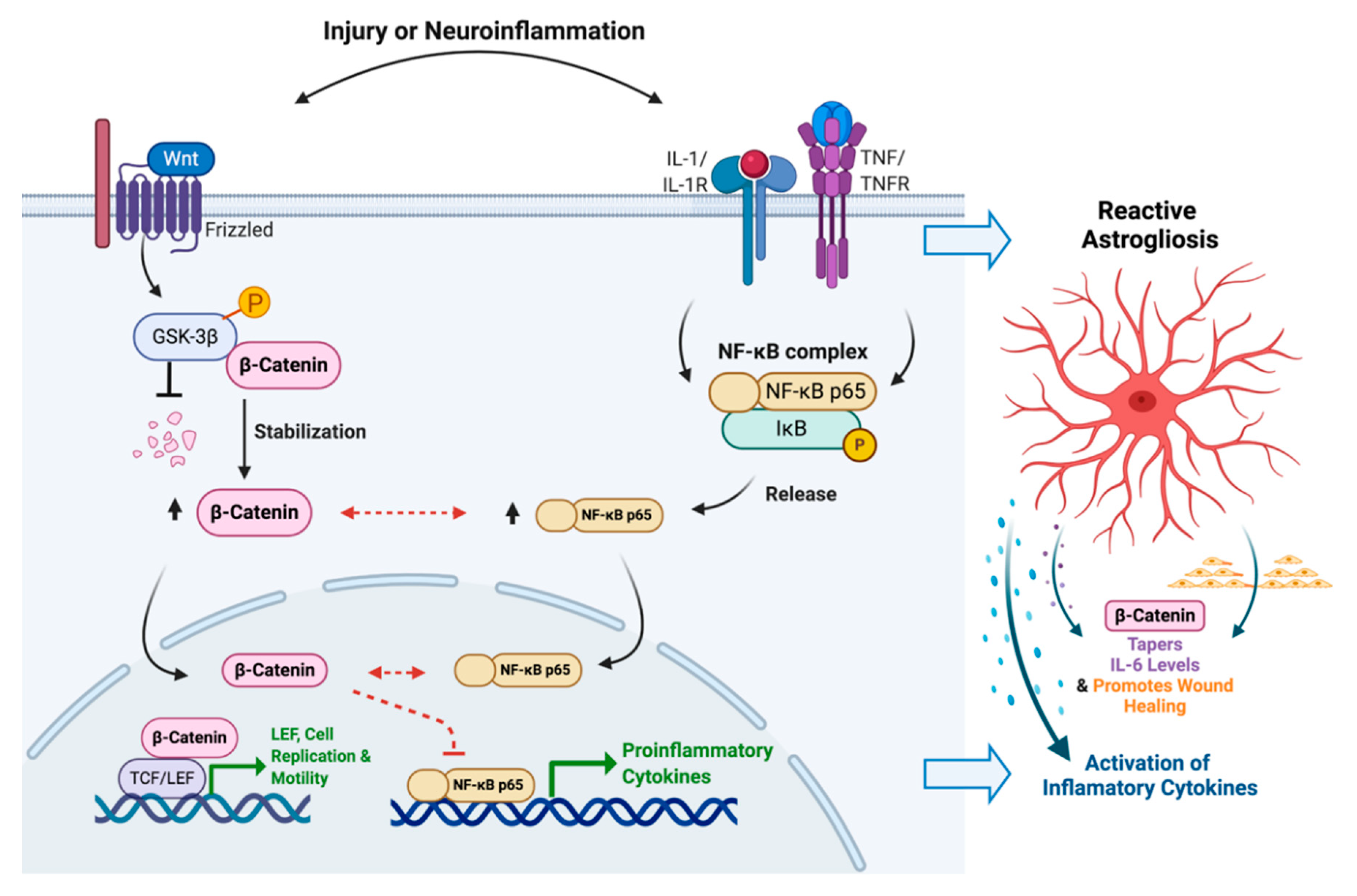 Biomedicines 08 00479 g008 Biomedicines 08 00479 g008