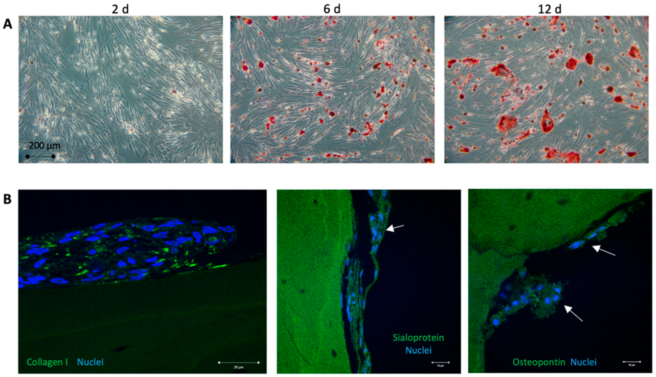 Biomedicines 08 00482 g002