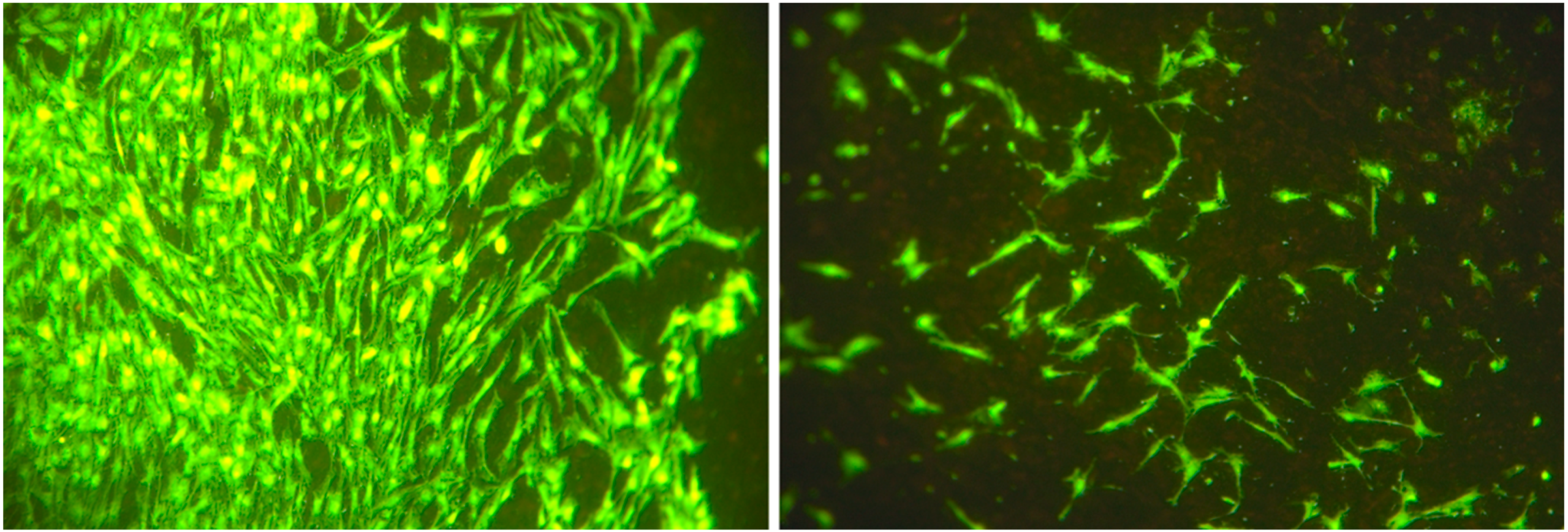 Biomedicines 08 00482 g003