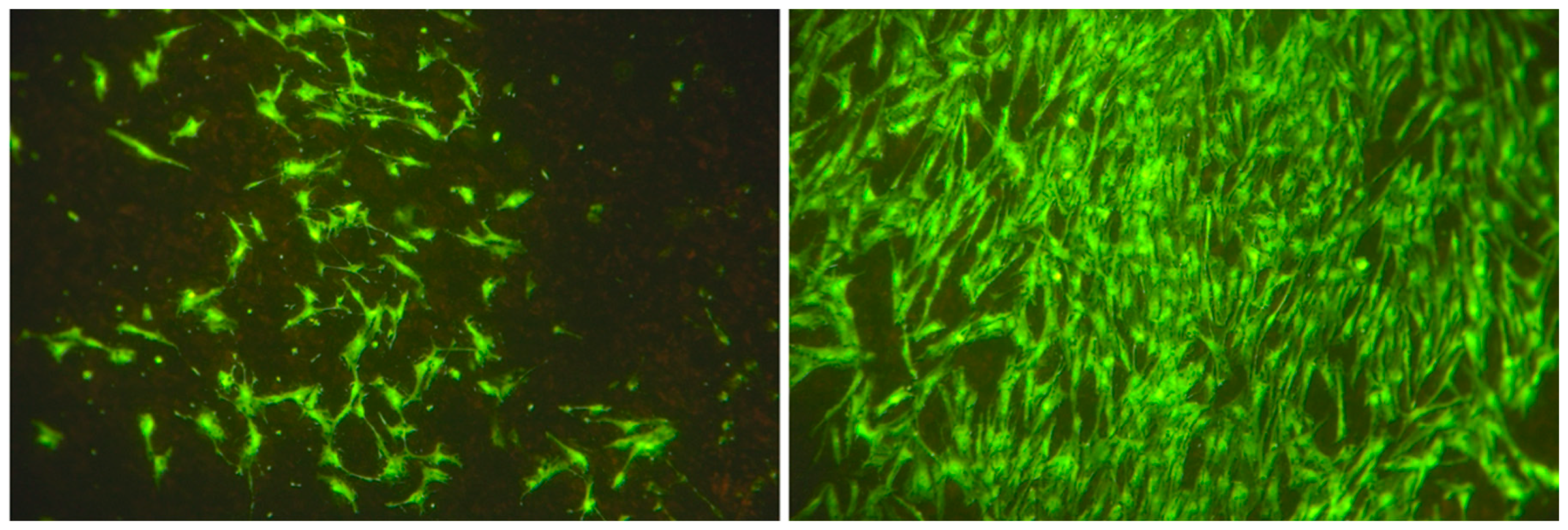 Biomedicines 08 00482 g006