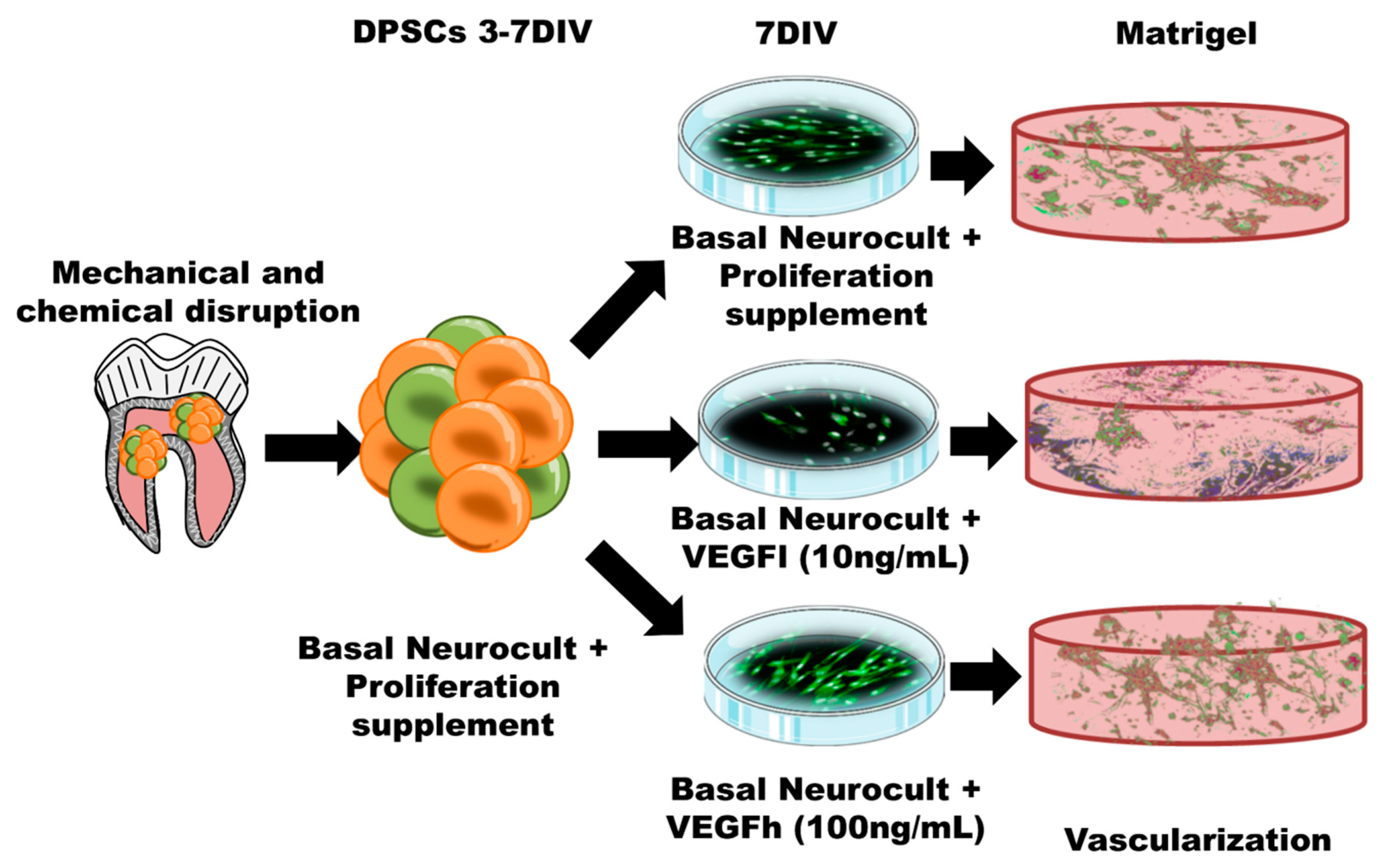 Biomedicines 08 00483 g008 Biomedicines 08 00483 g008