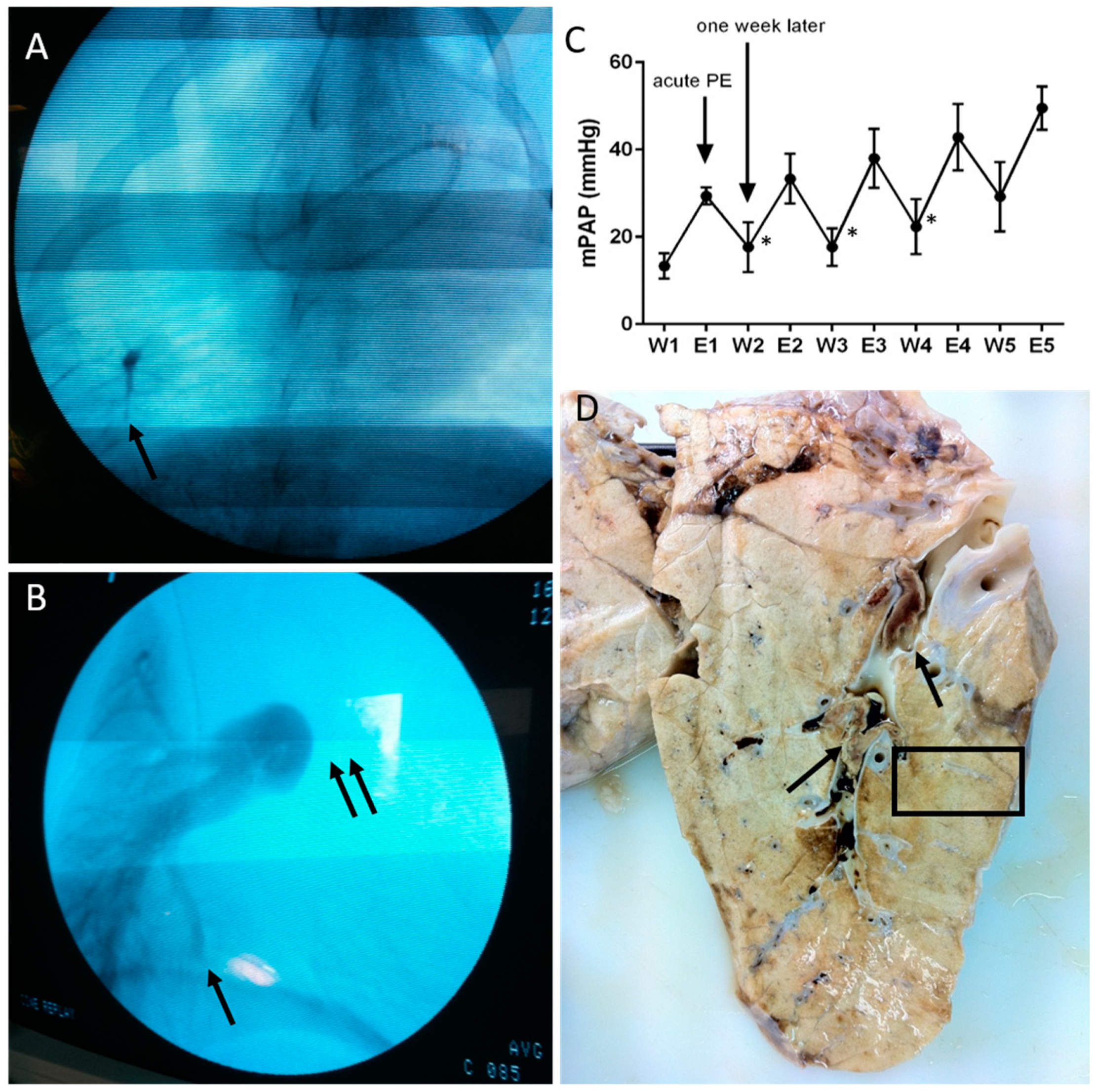 Biomedicines 08 00493 g001
