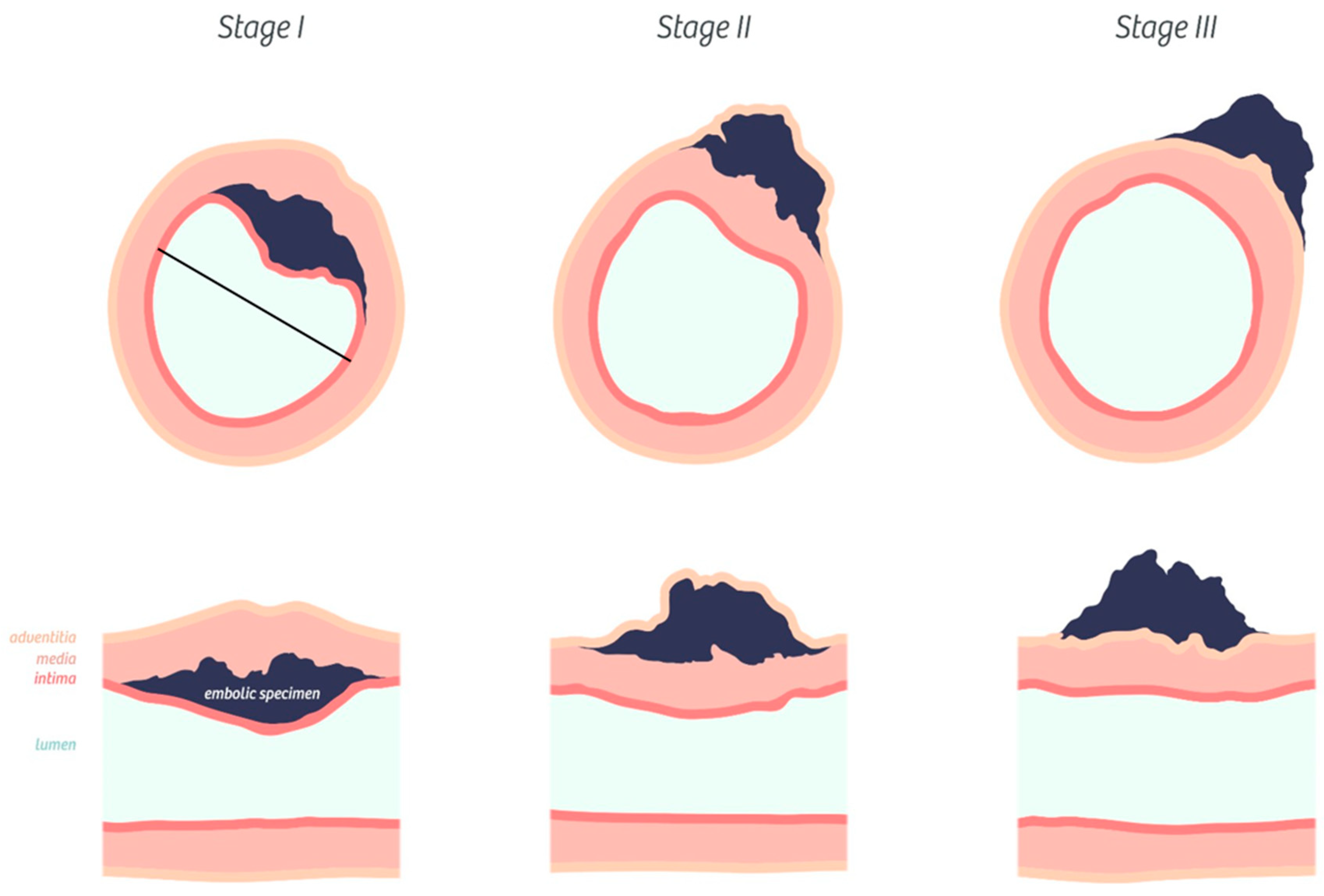 Biomedicines 08 00493 g002