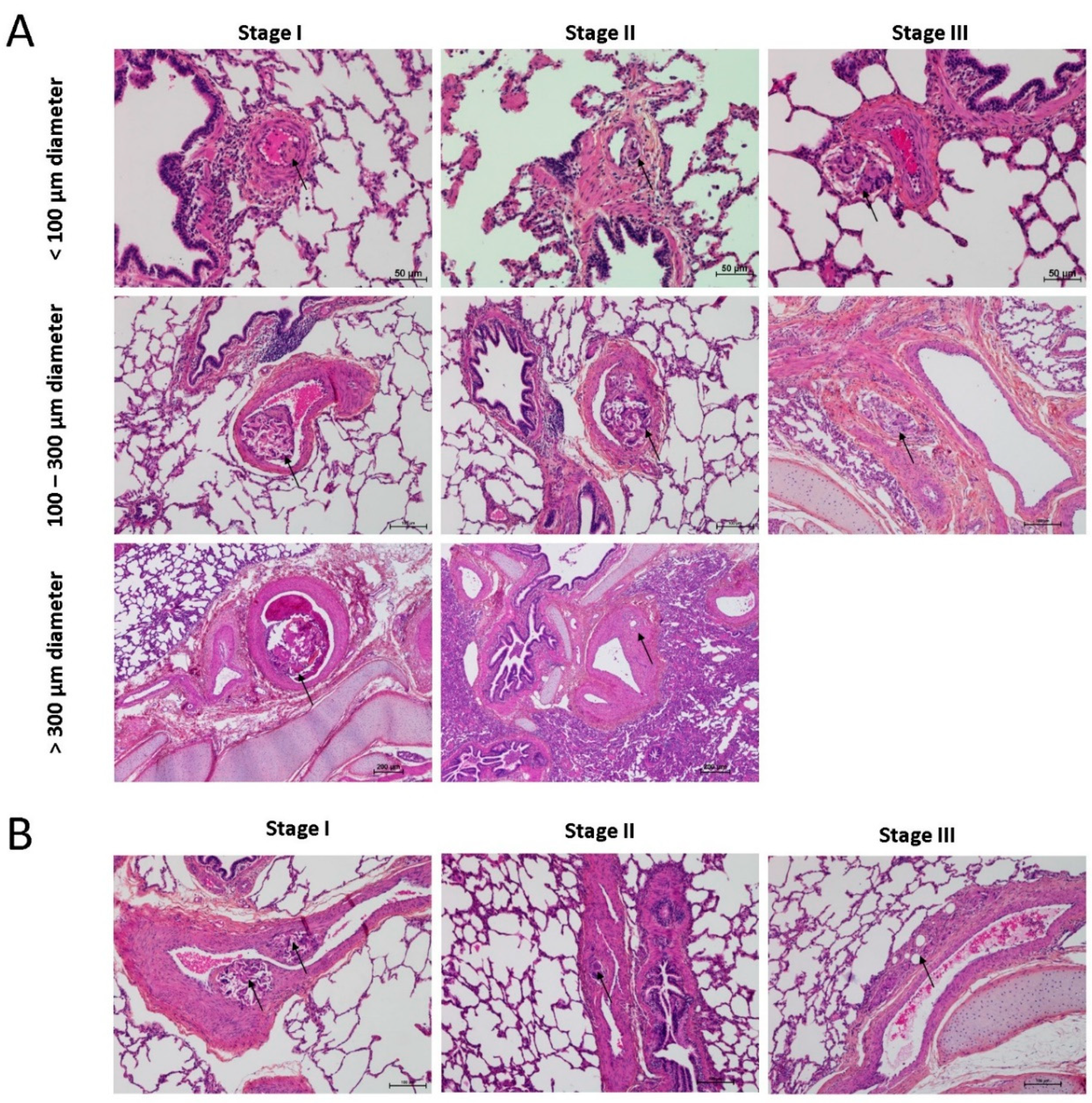 Biomedicines 08 00493 g003