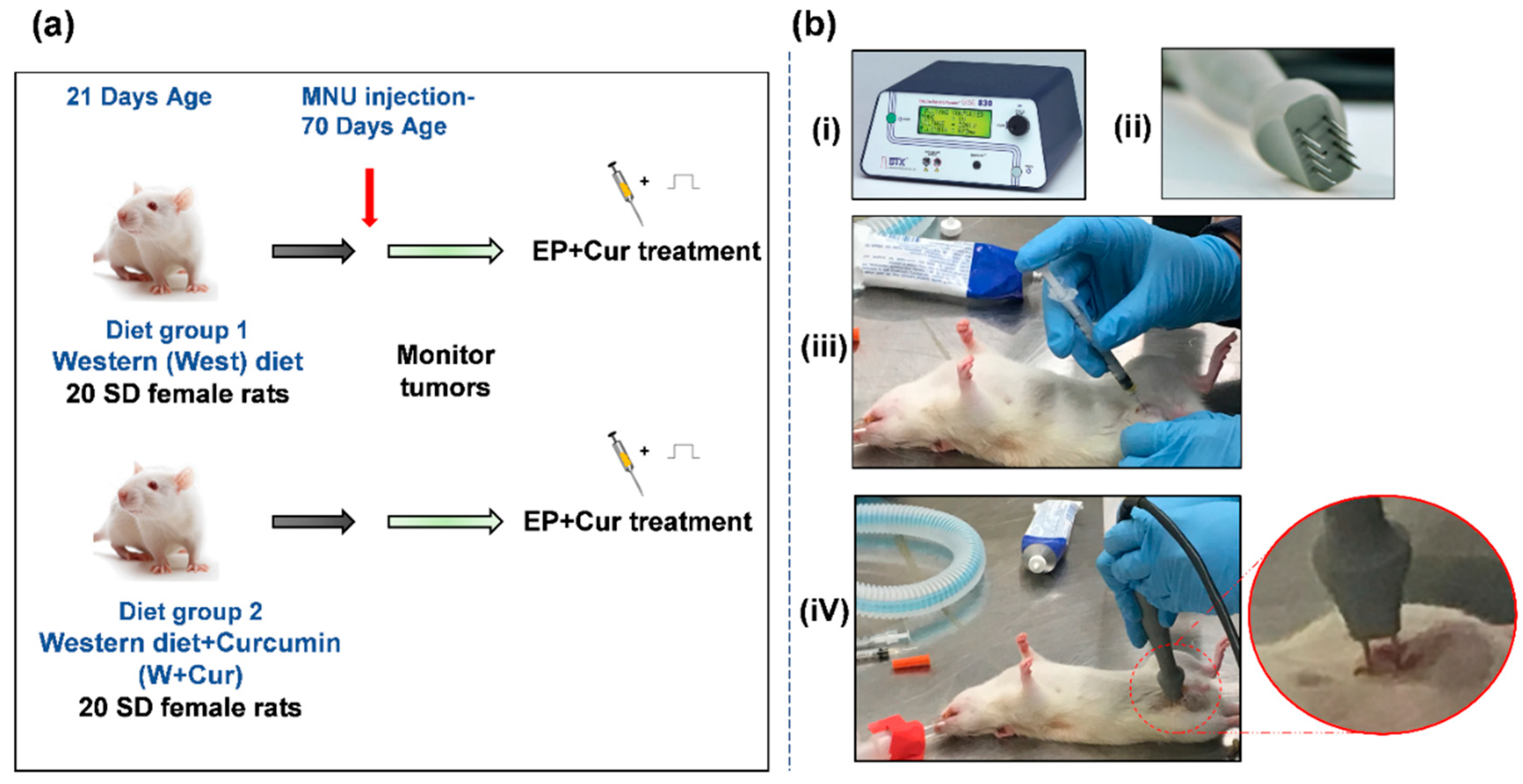 Biomedicines 08 00498 g001