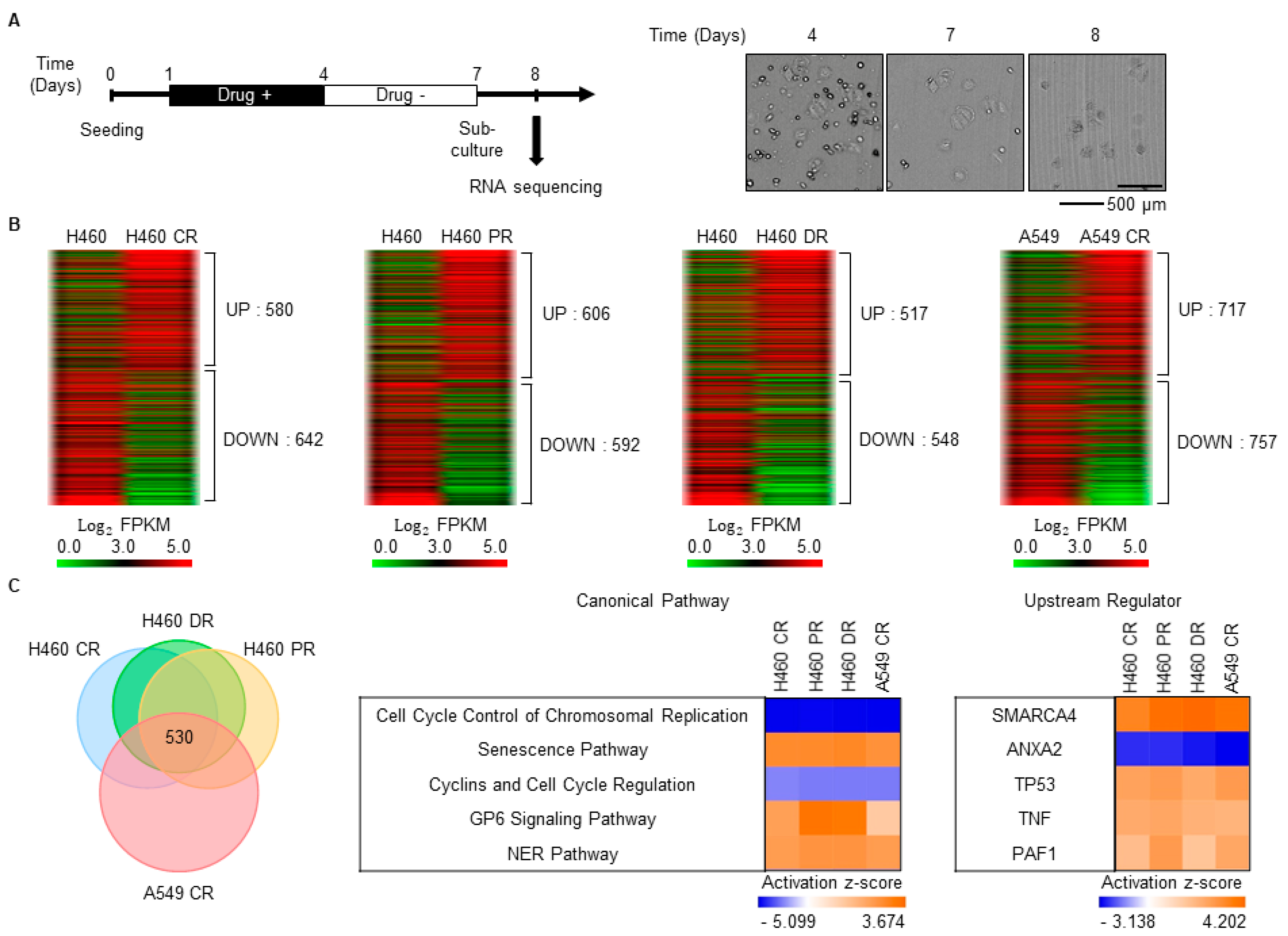 Biomedicines 08 00500 g001