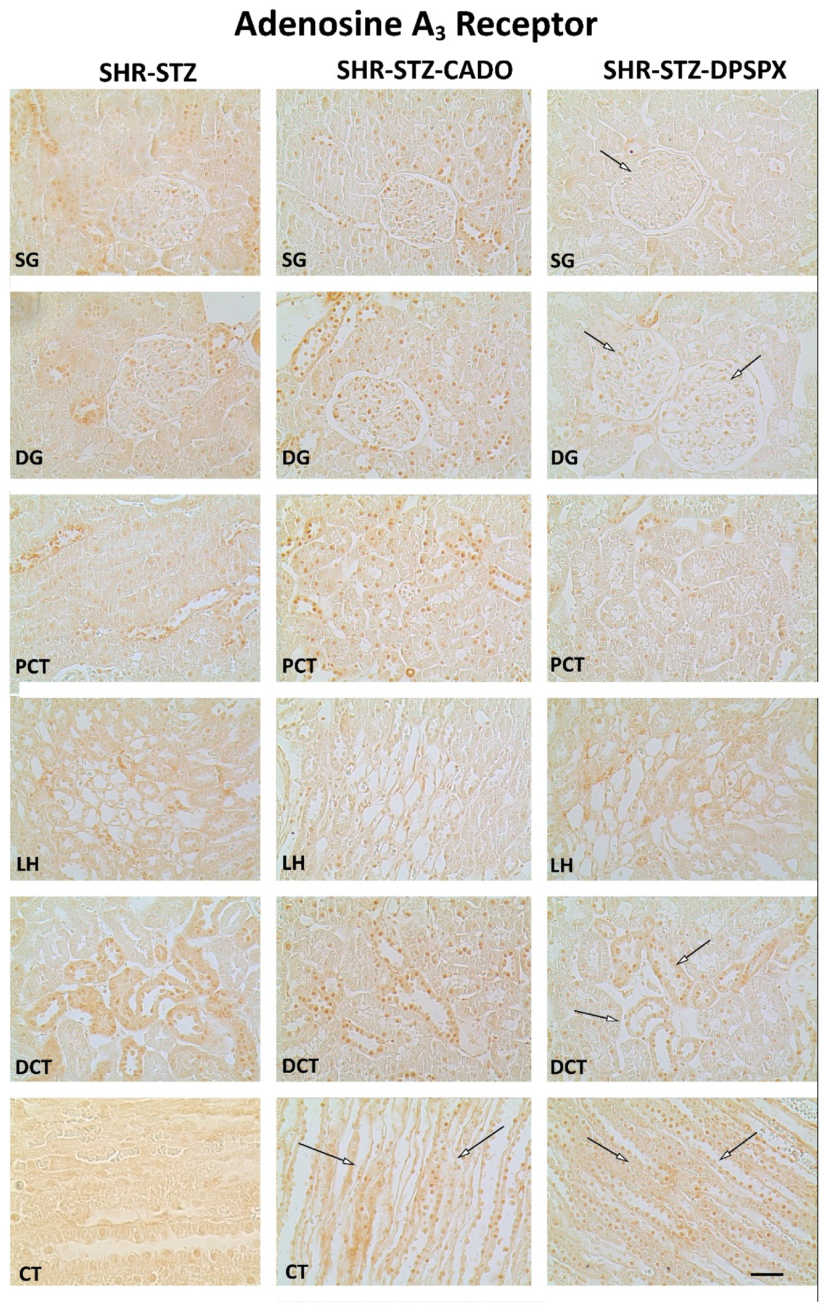 Biomedicines 08 00529 g005