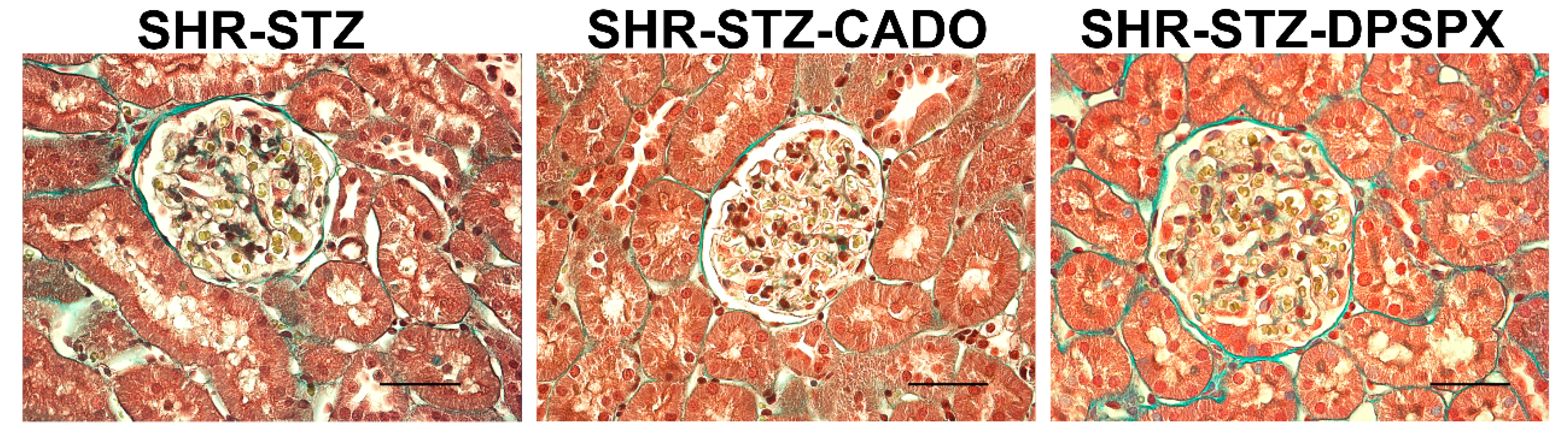 Biomedicines 08 00529 g008