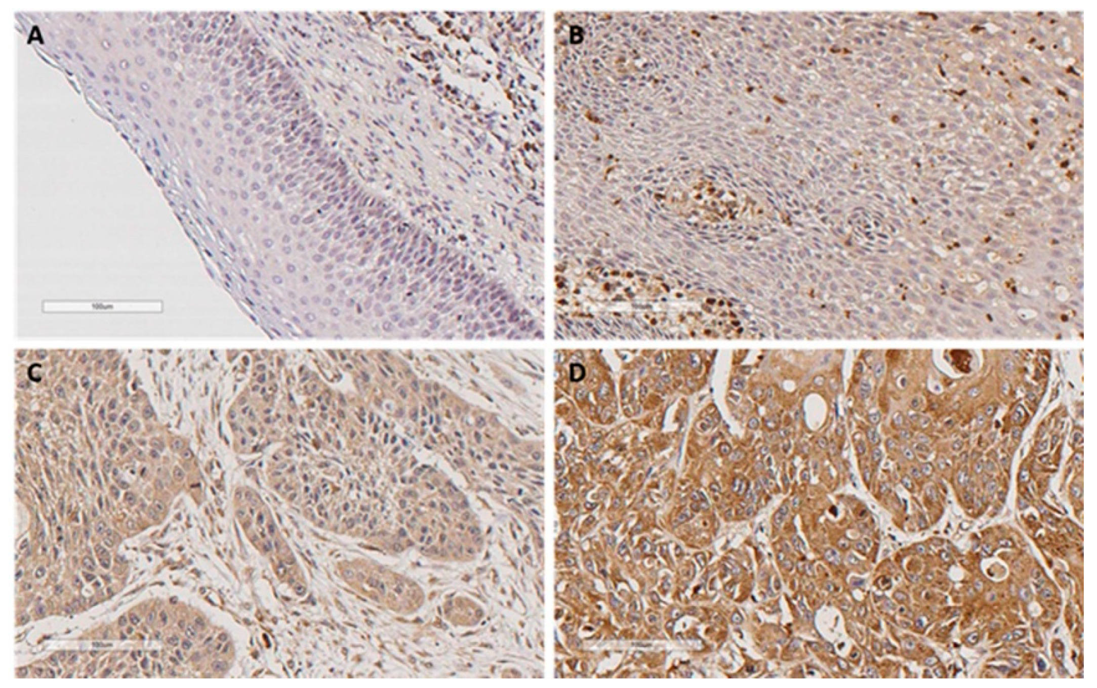 Biomedicines 08 00535 g001