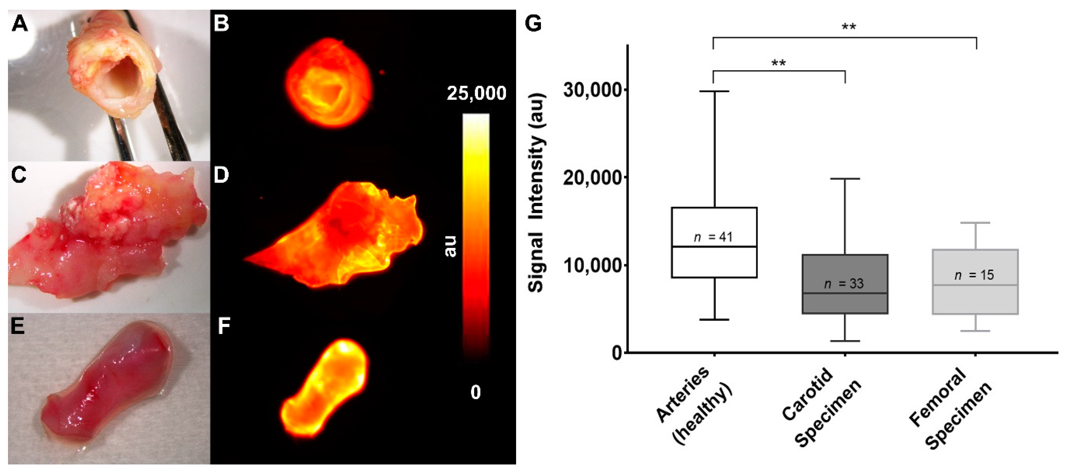 Biomedicines 08 00538 g004 Biomedicines 08 00538 g004
