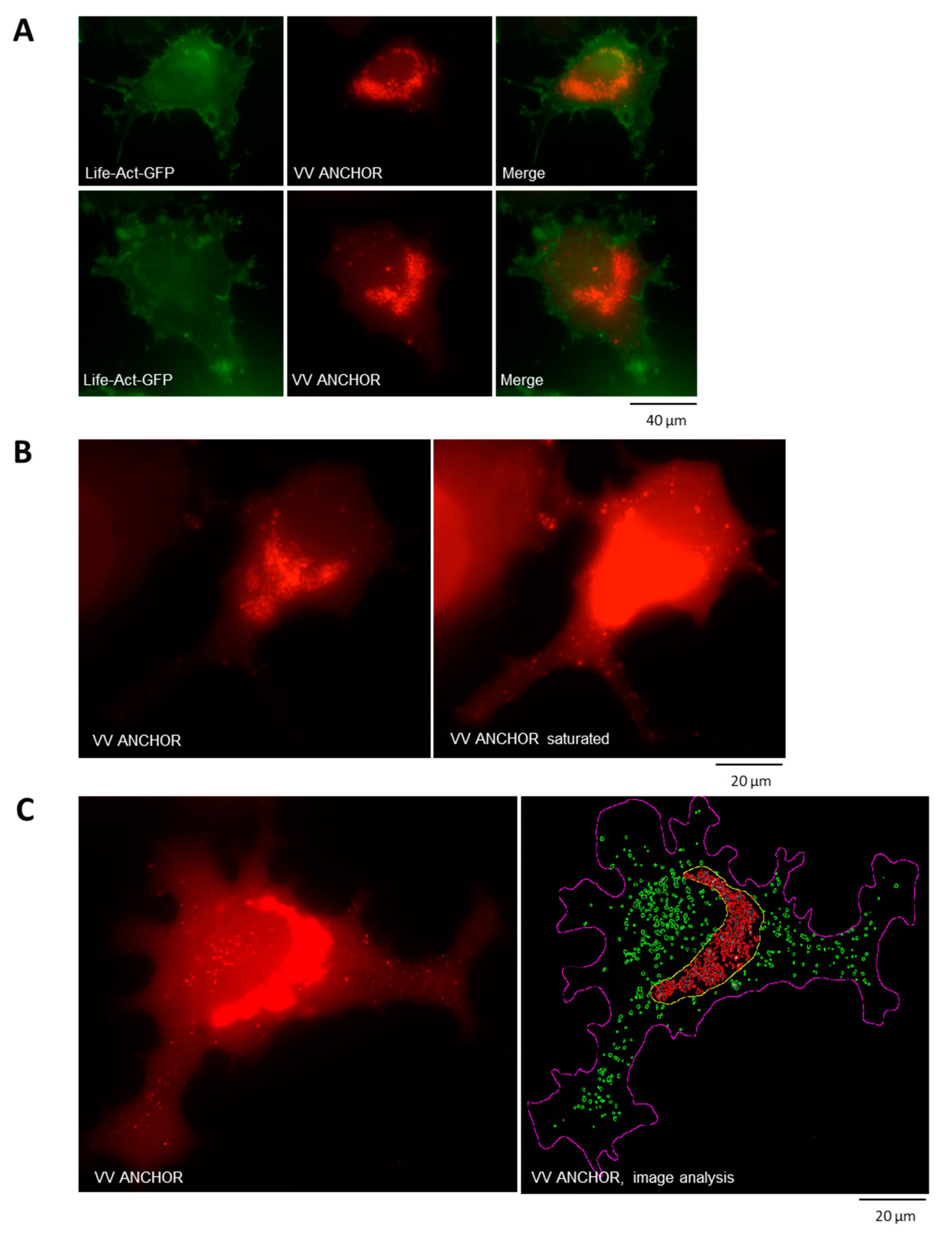 Biomedicines 08 00543 g002 Biomedicines 08 00543 g002