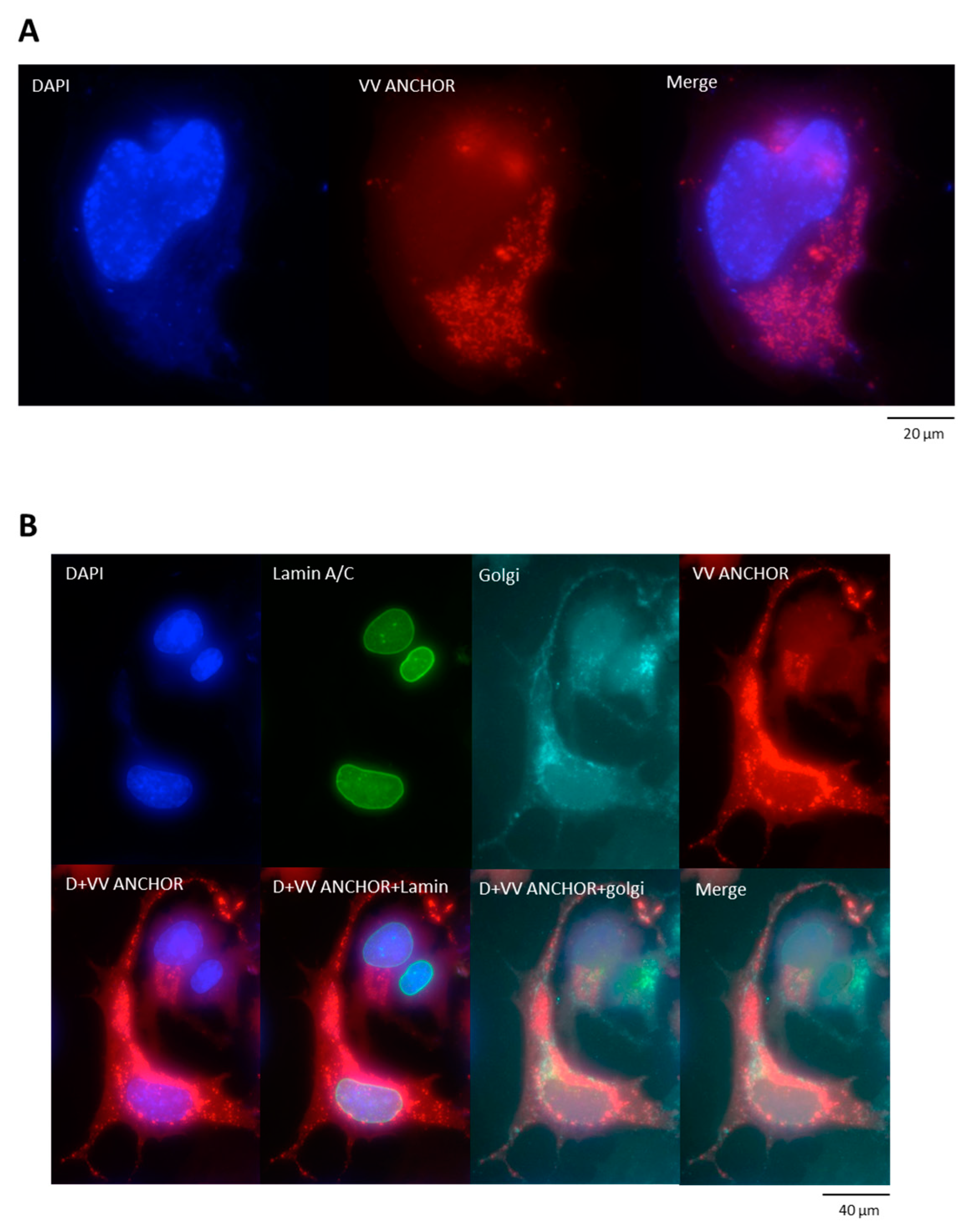 Biomedicines 08 00543 g003a Biomedicines 08 00543 g003a