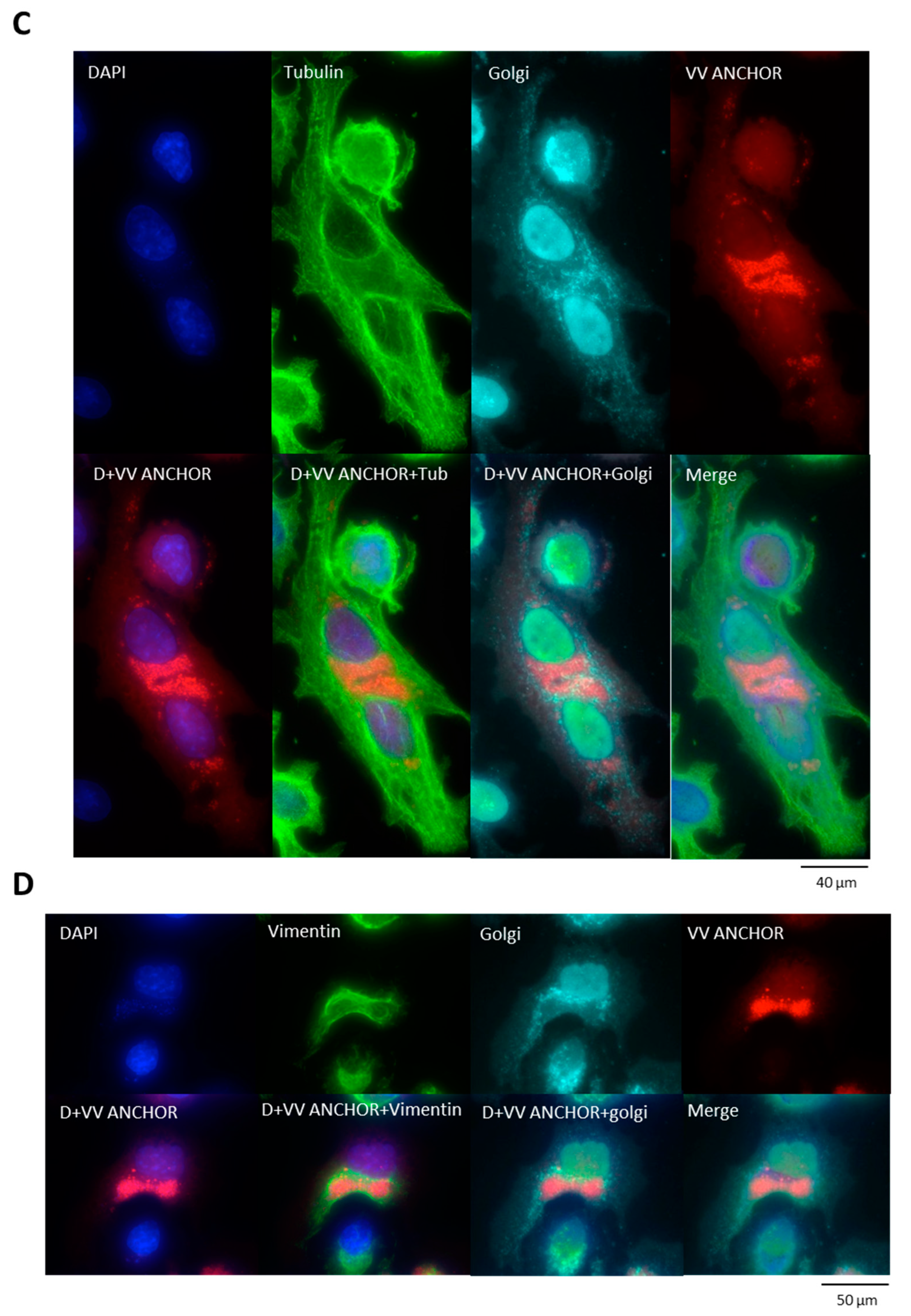 Biomedicines 08 00543 g003b Biomedicines 08 00543 g003b