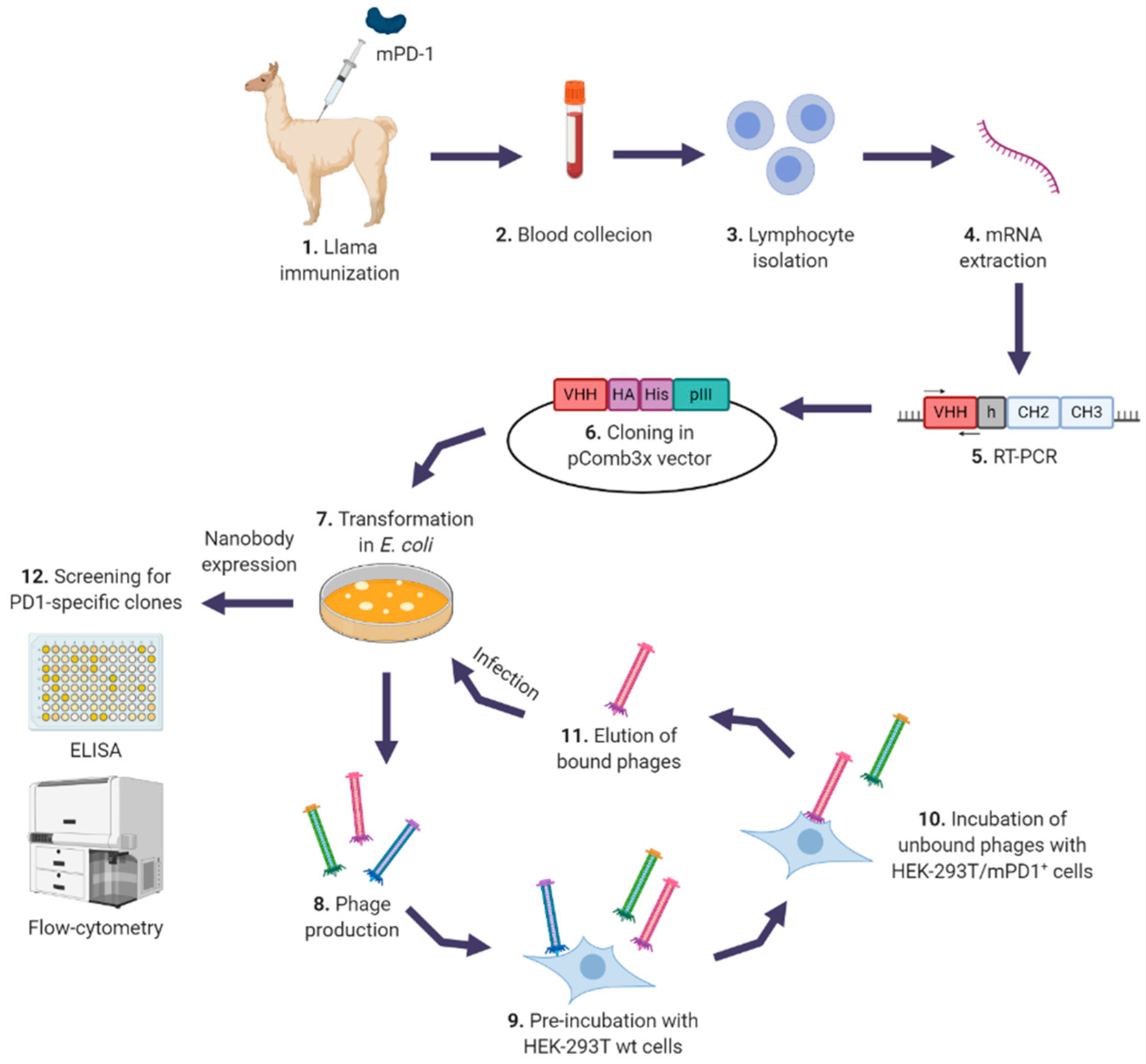 Biomedicines 08 00562 g001