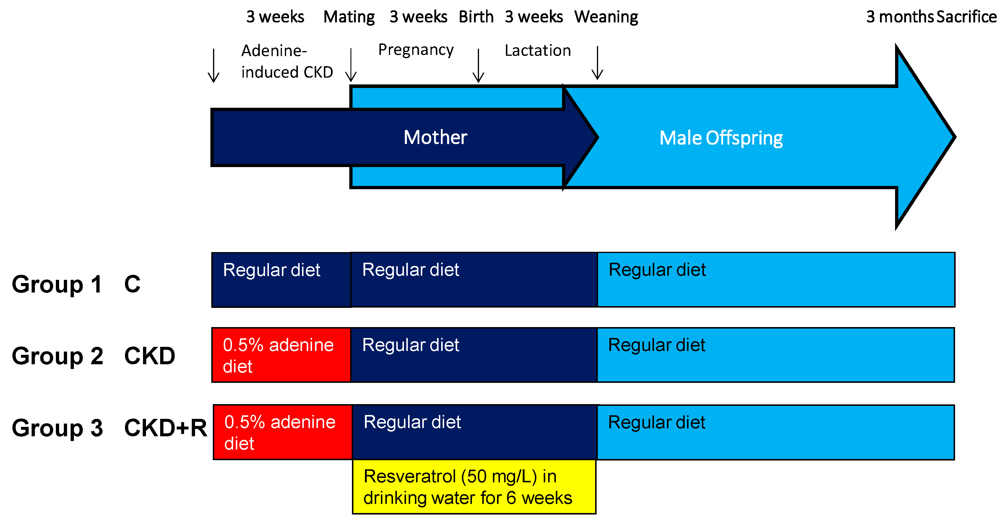 Biomedicines 08 00567 g001