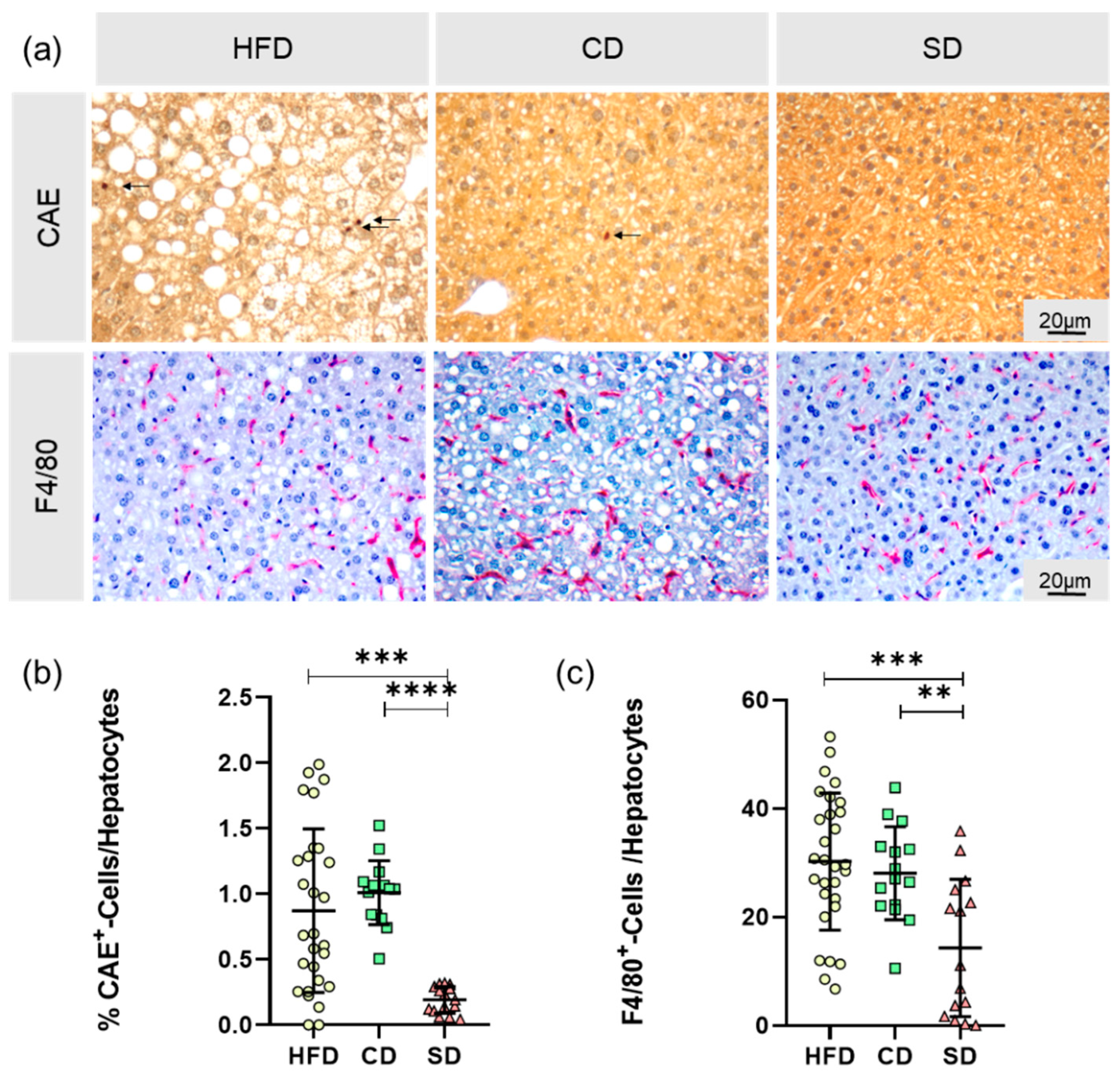 Biomedicines 08 00587 g006