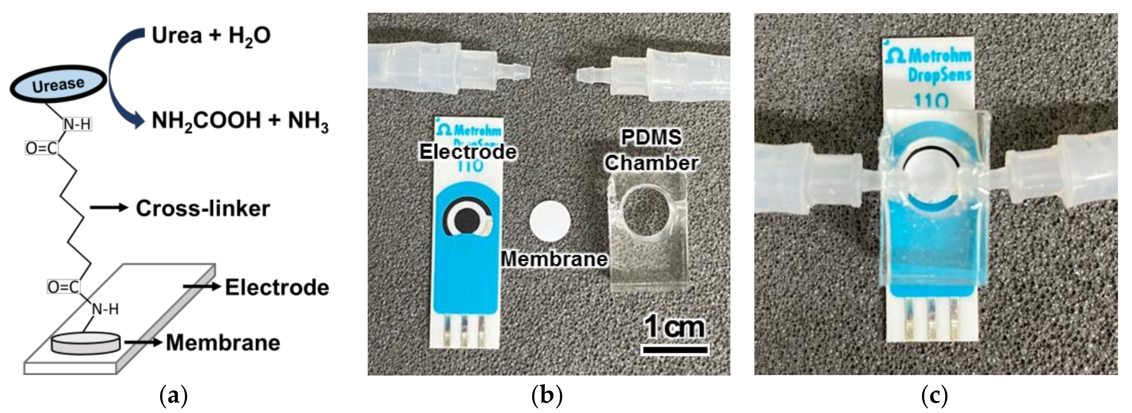 Biomedicines 08 00596 g001