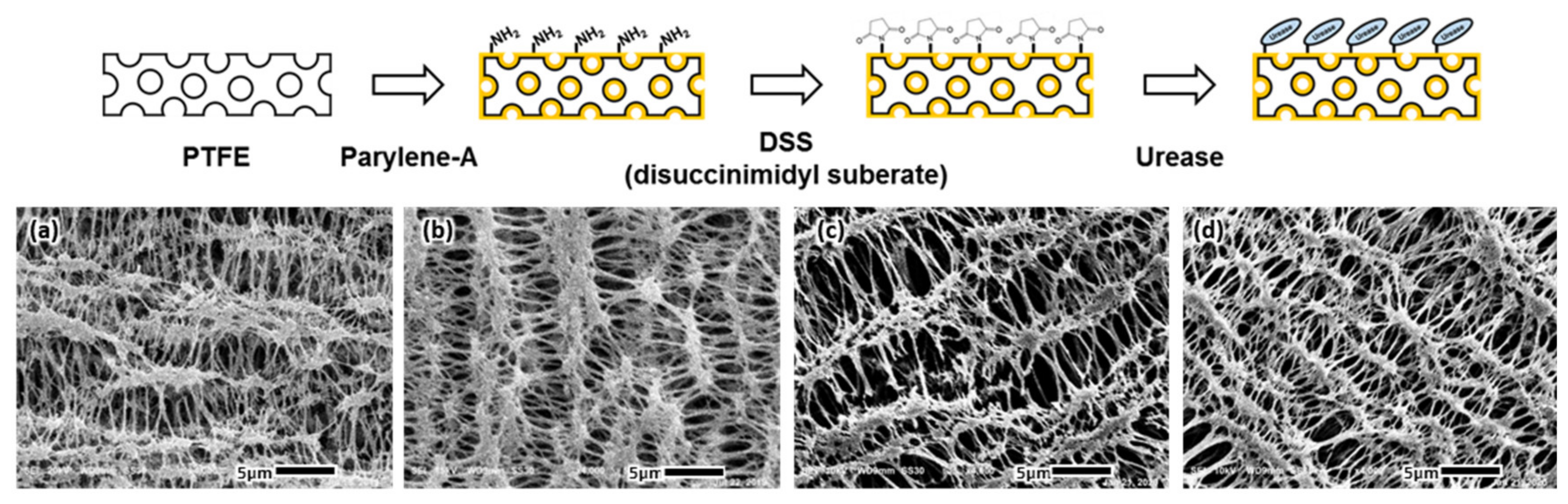 Biomedicines 08 00596 g003