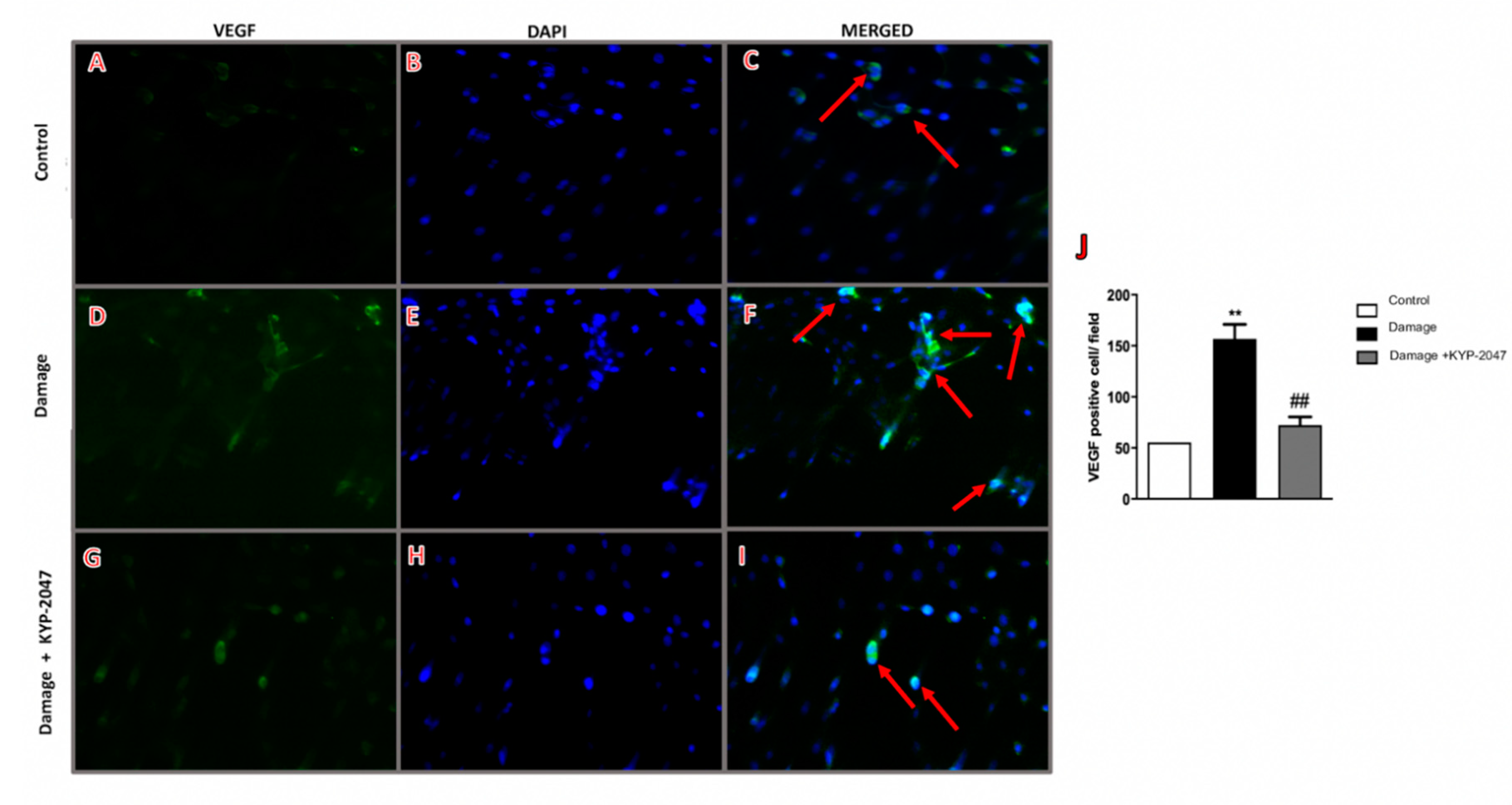 Biomedicines 08 00604 g008