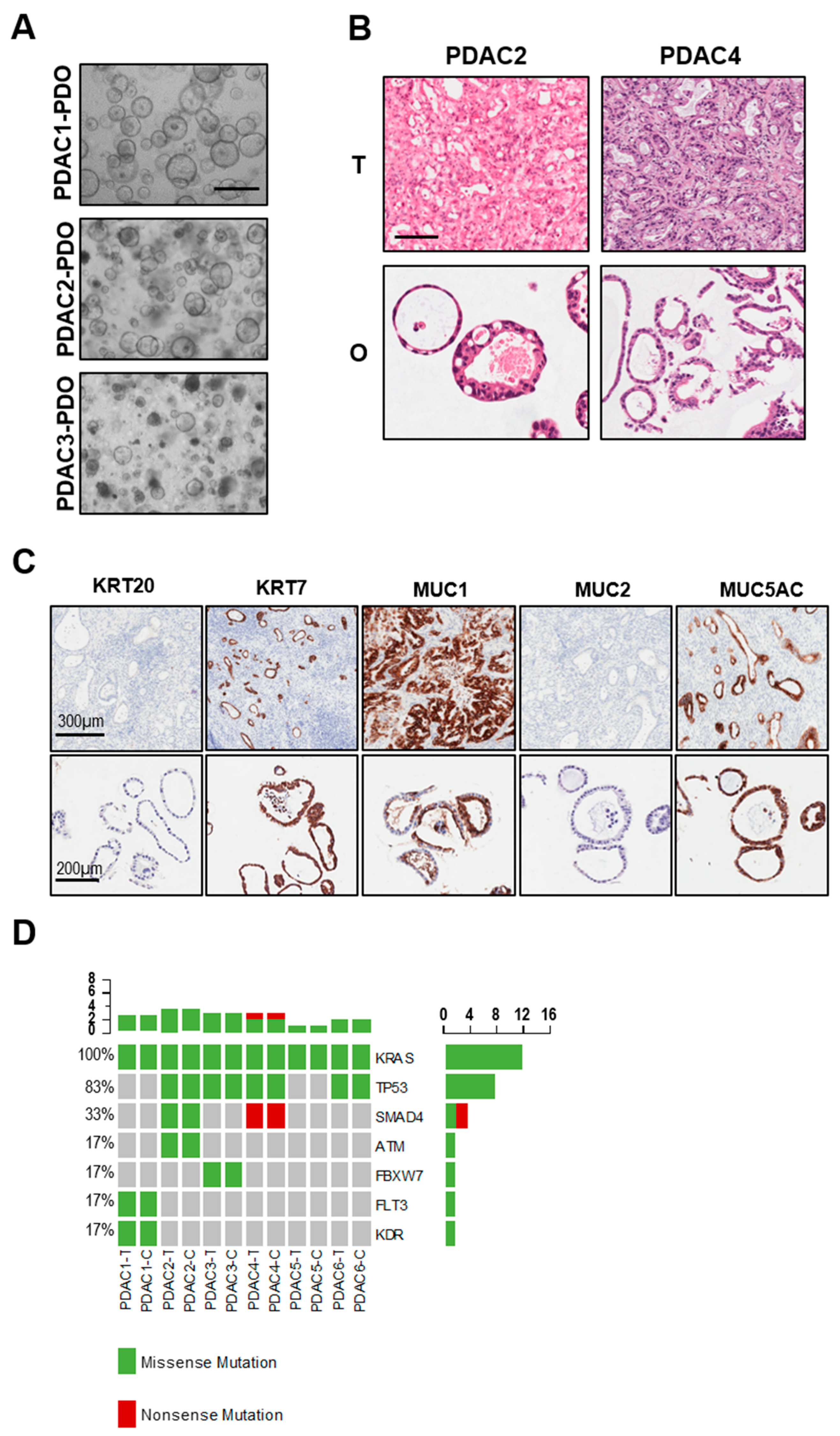 Biomedicines 08 00609 g002