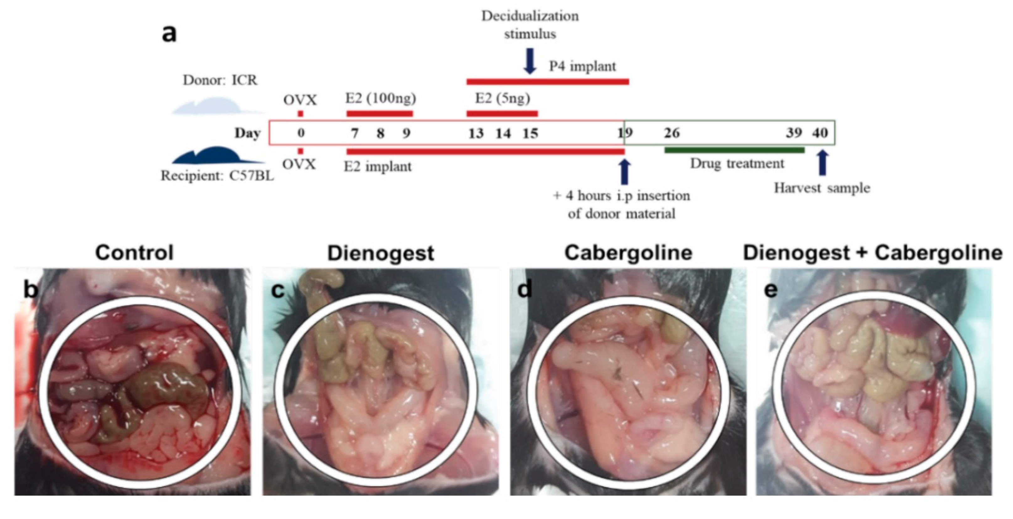Biomedicines 08 00619 g001