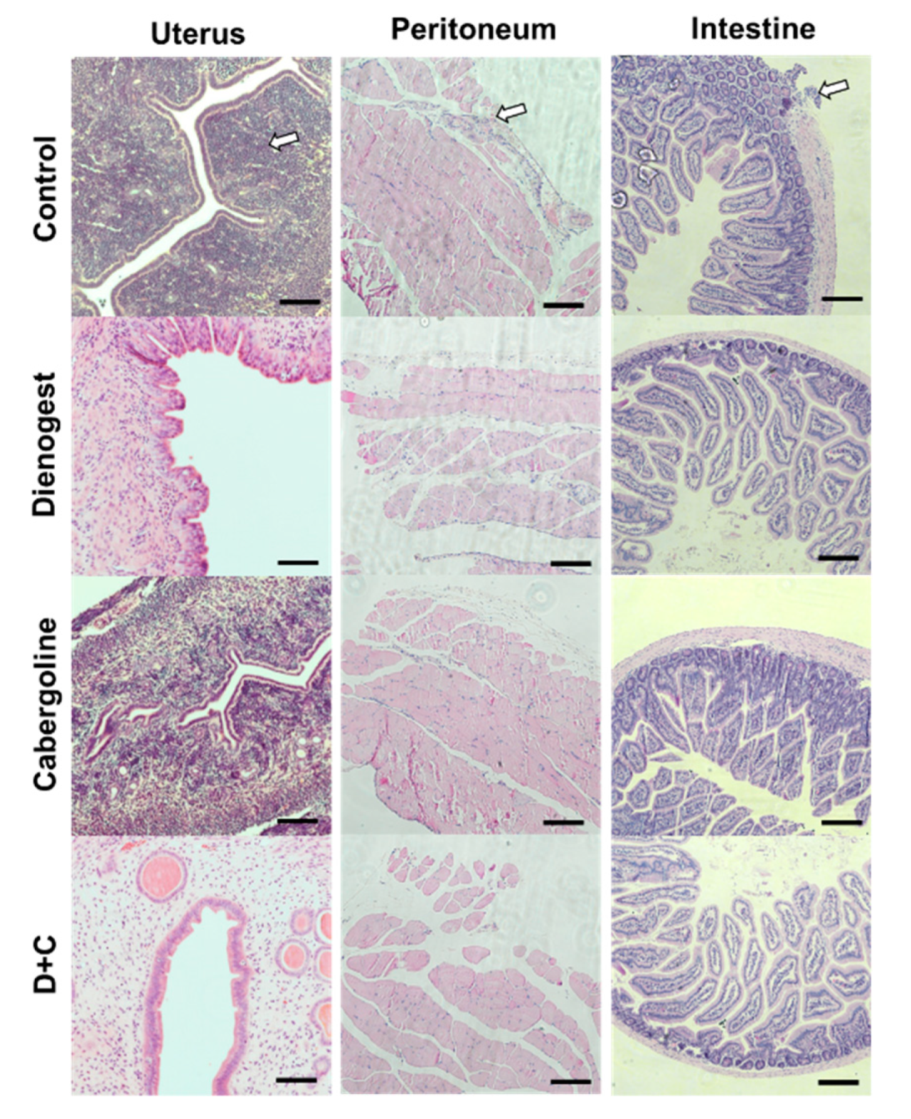 Biomedicines 08 00619 g002