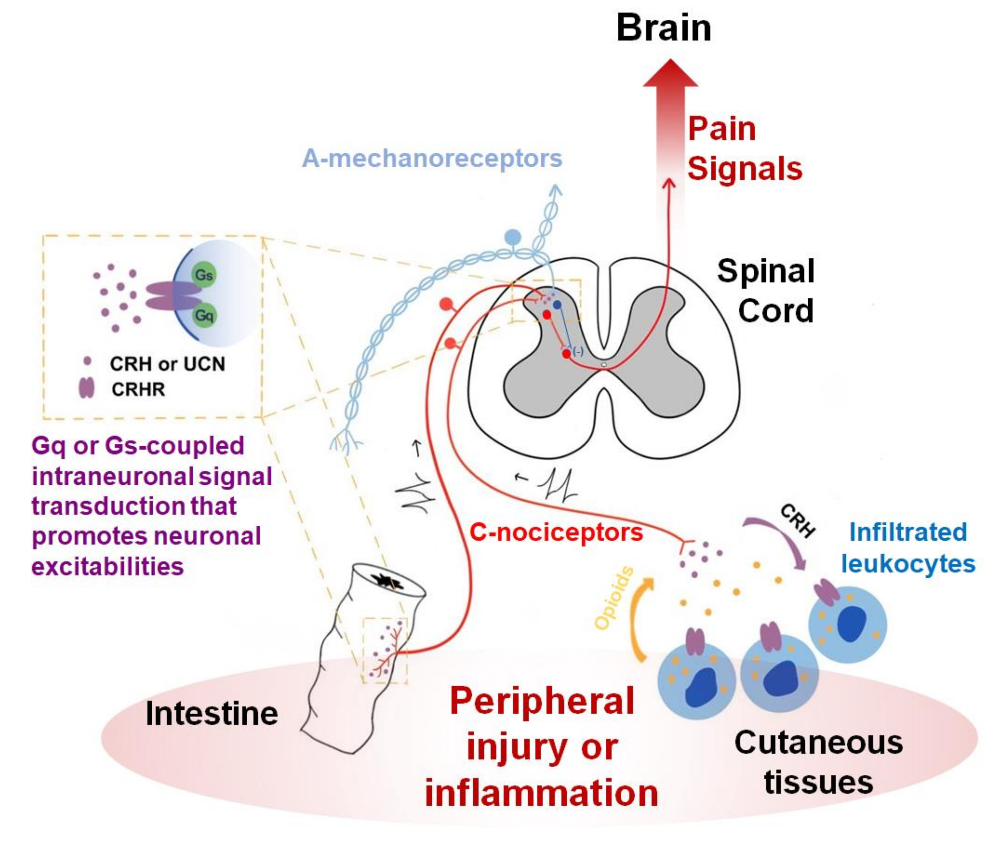 Biomedicines 08 00623 g001