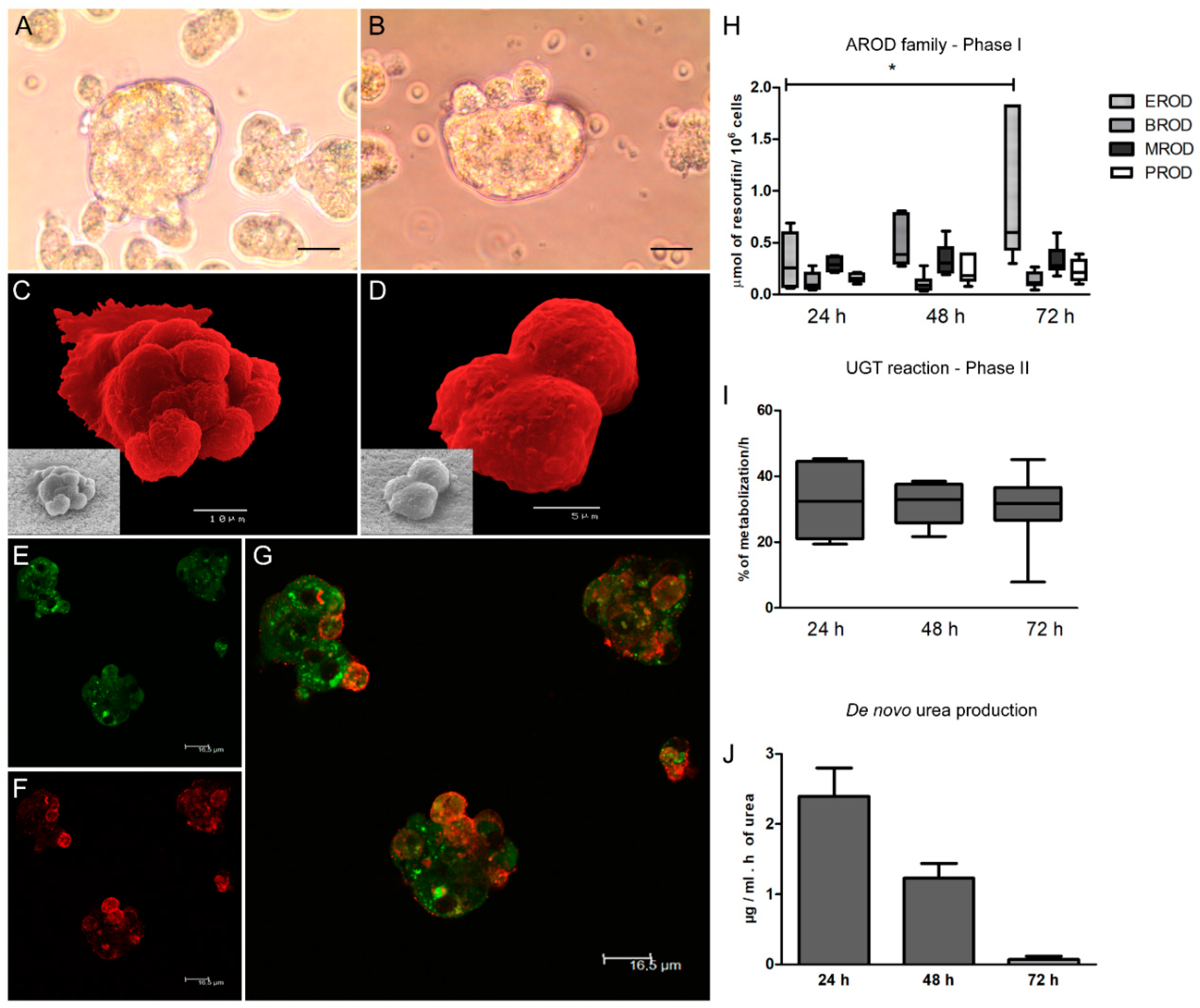Biomedicines 08 00628 g001