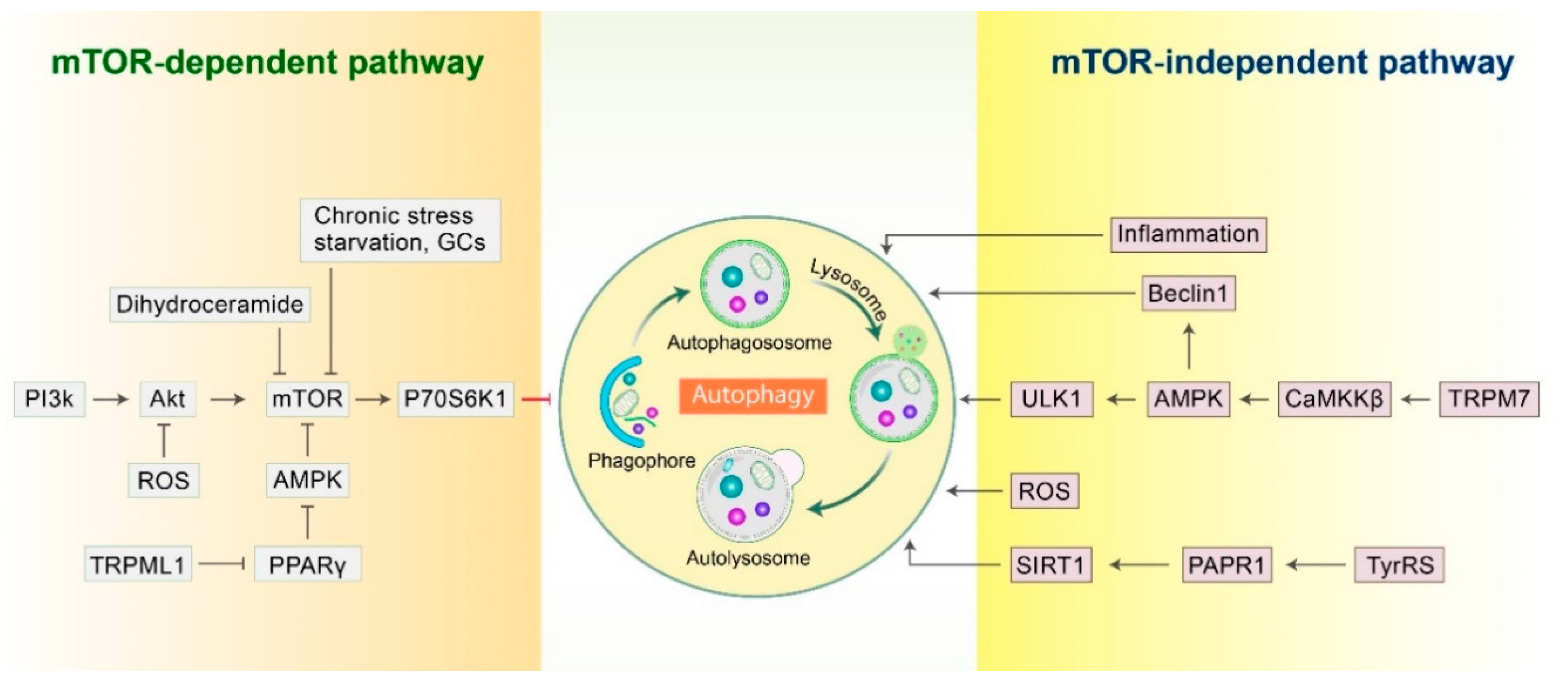 Biomedicines 09 00005 g002 Biomedicines 09 00005 g002