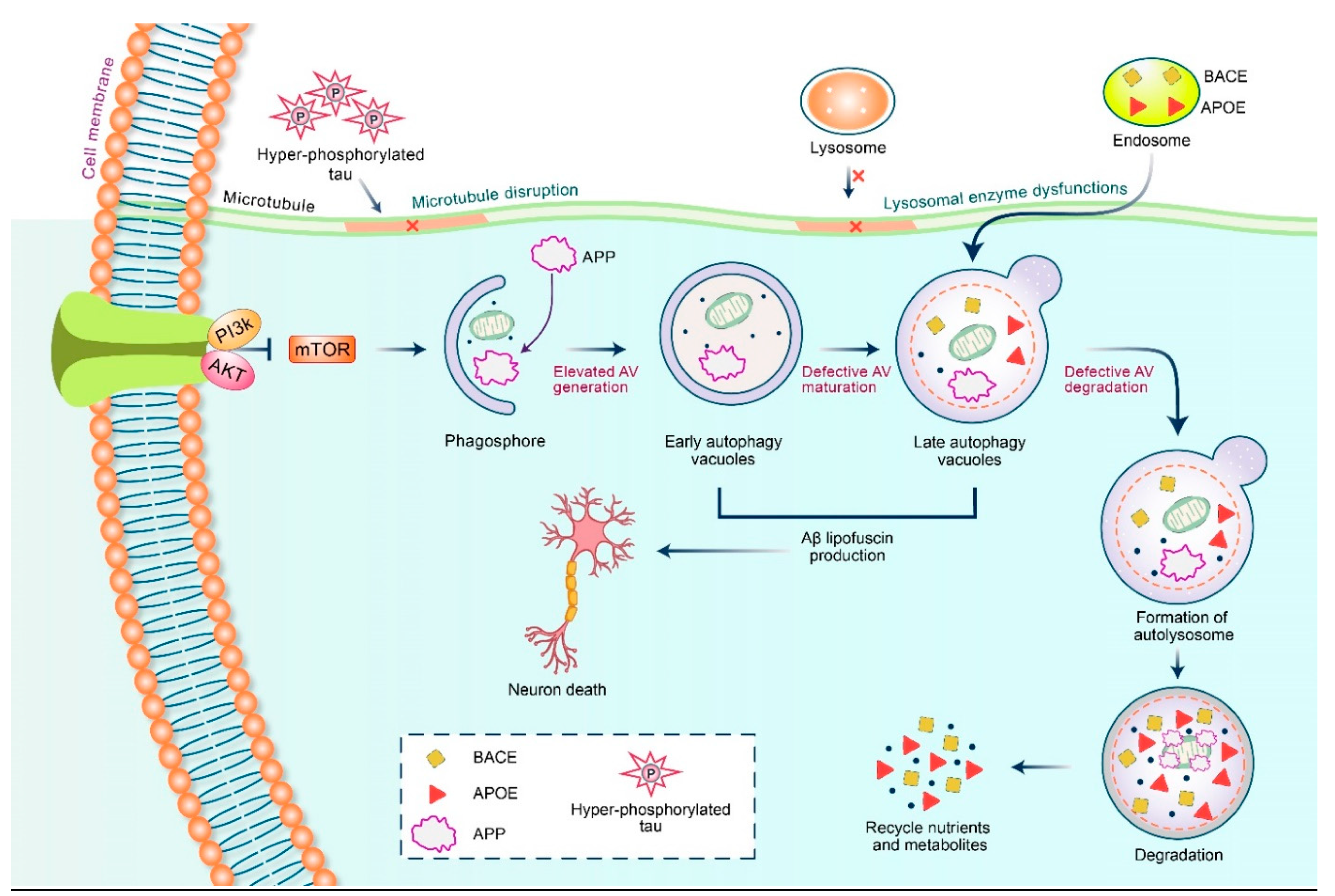 Biomedicines 09 00005 g005 Biomedicines 09 00005 g005