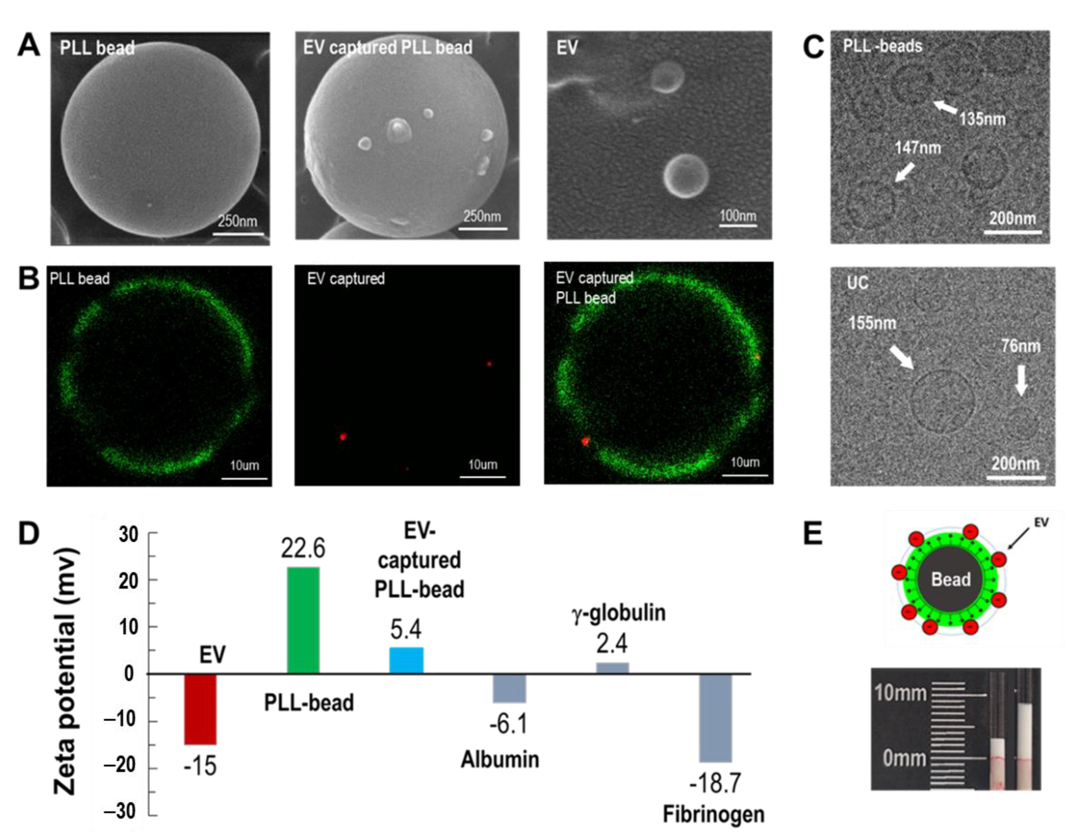 Biomedicines 09 00028 g002