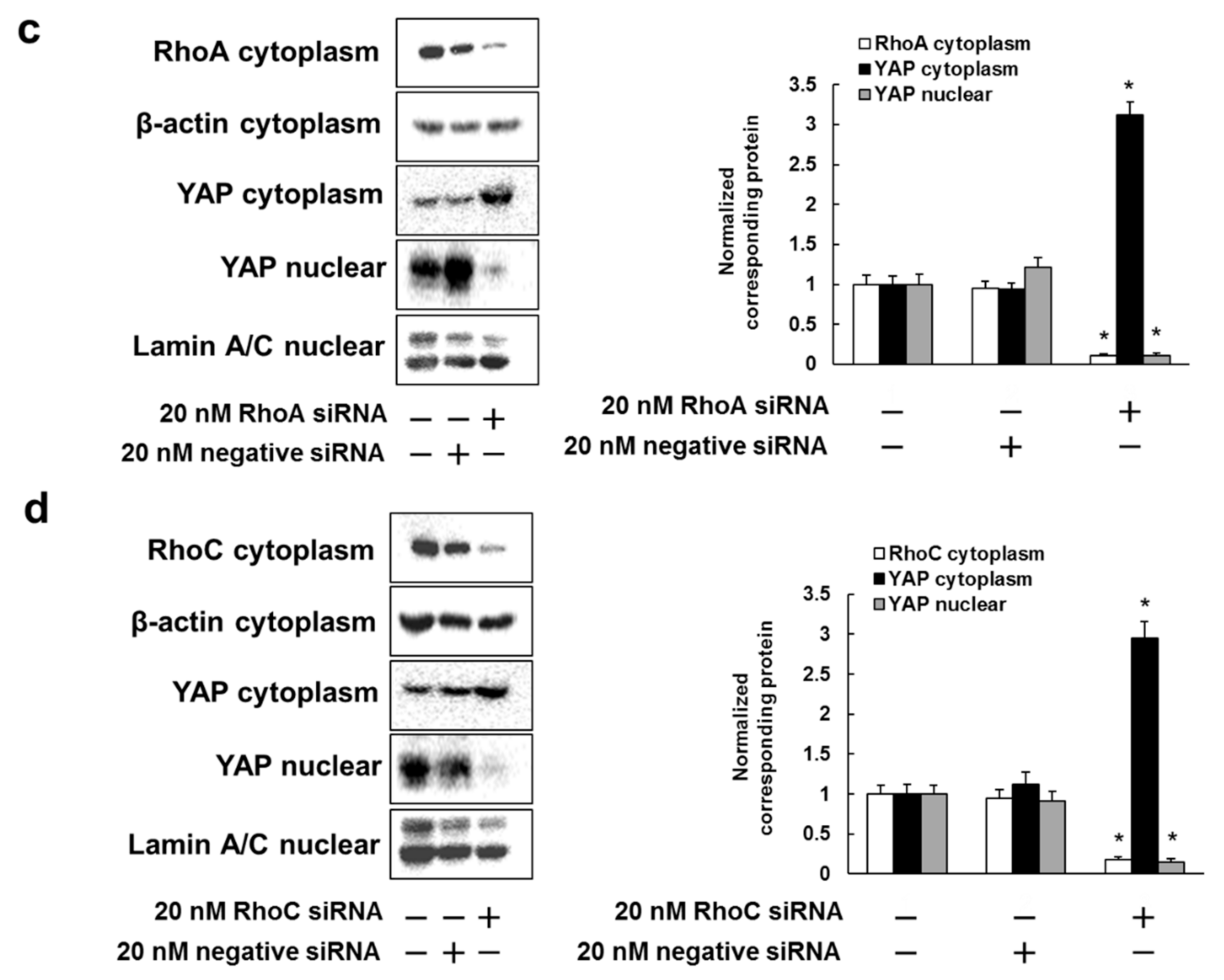 Biomedicines 09 00035 g002b