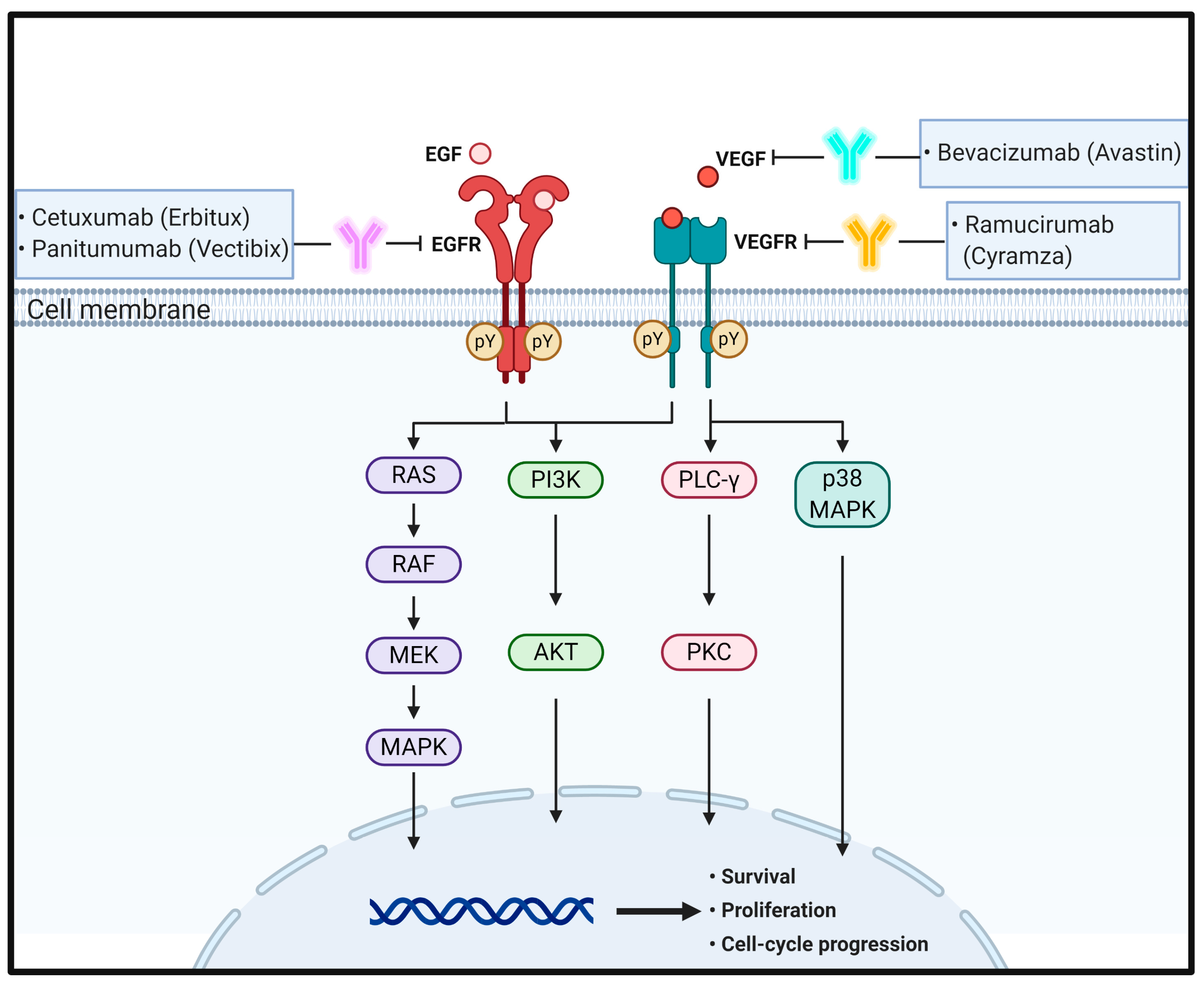Biomedicines 09 00039 g001