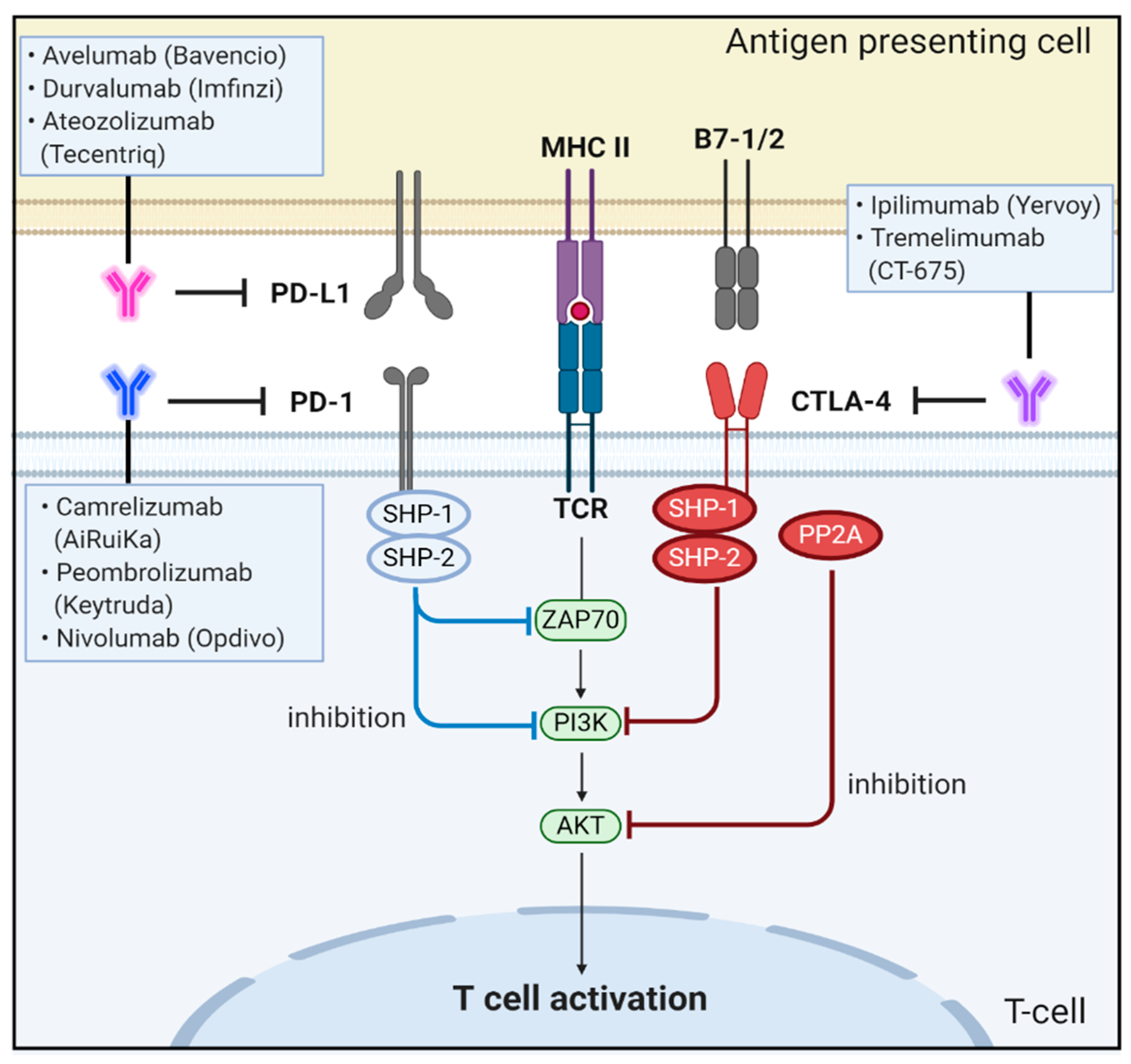 Biomedicines 09 00039 g003