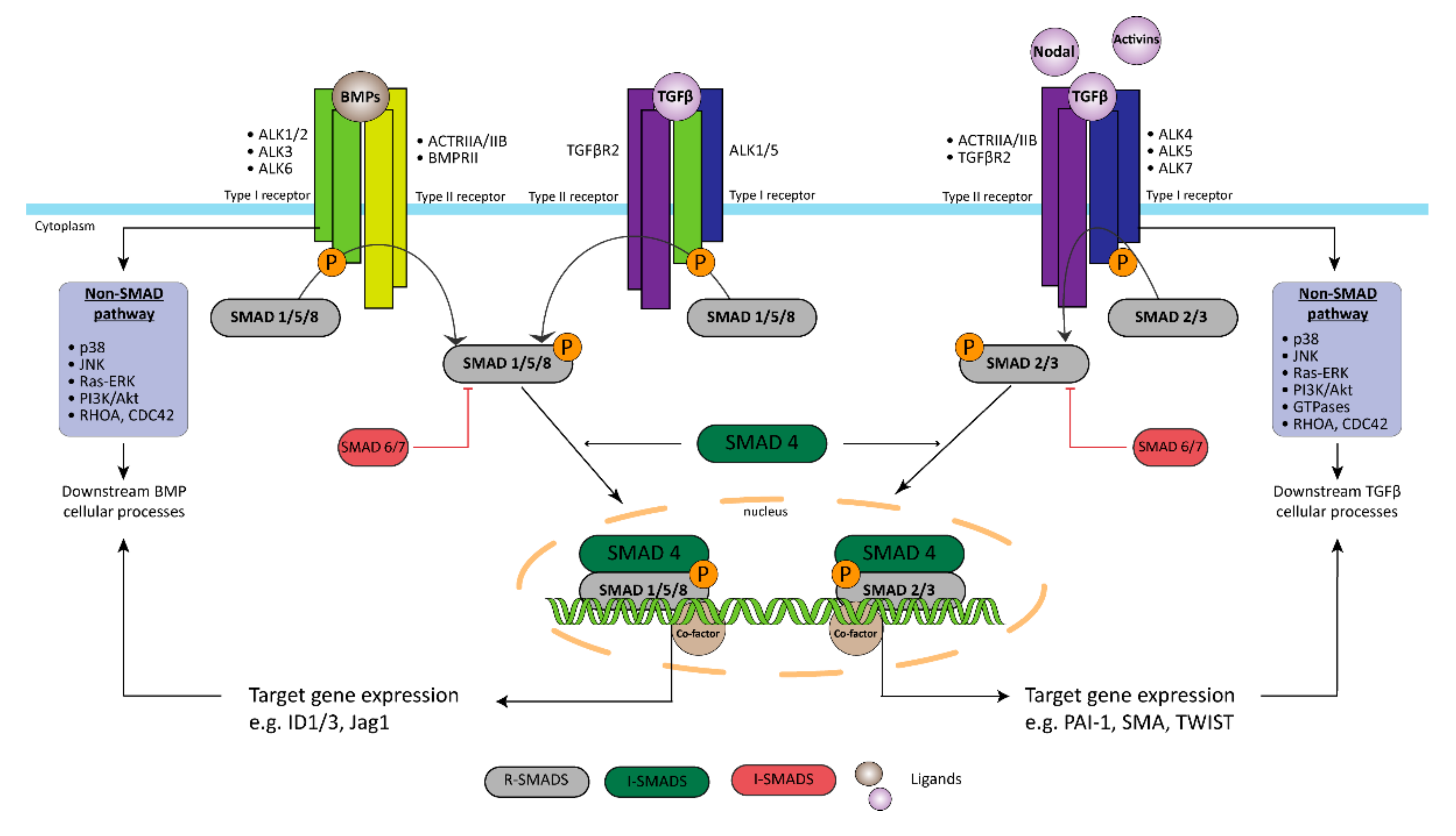 Biomedicines 09 00057 g002 Biomedicines 09 00057 g002