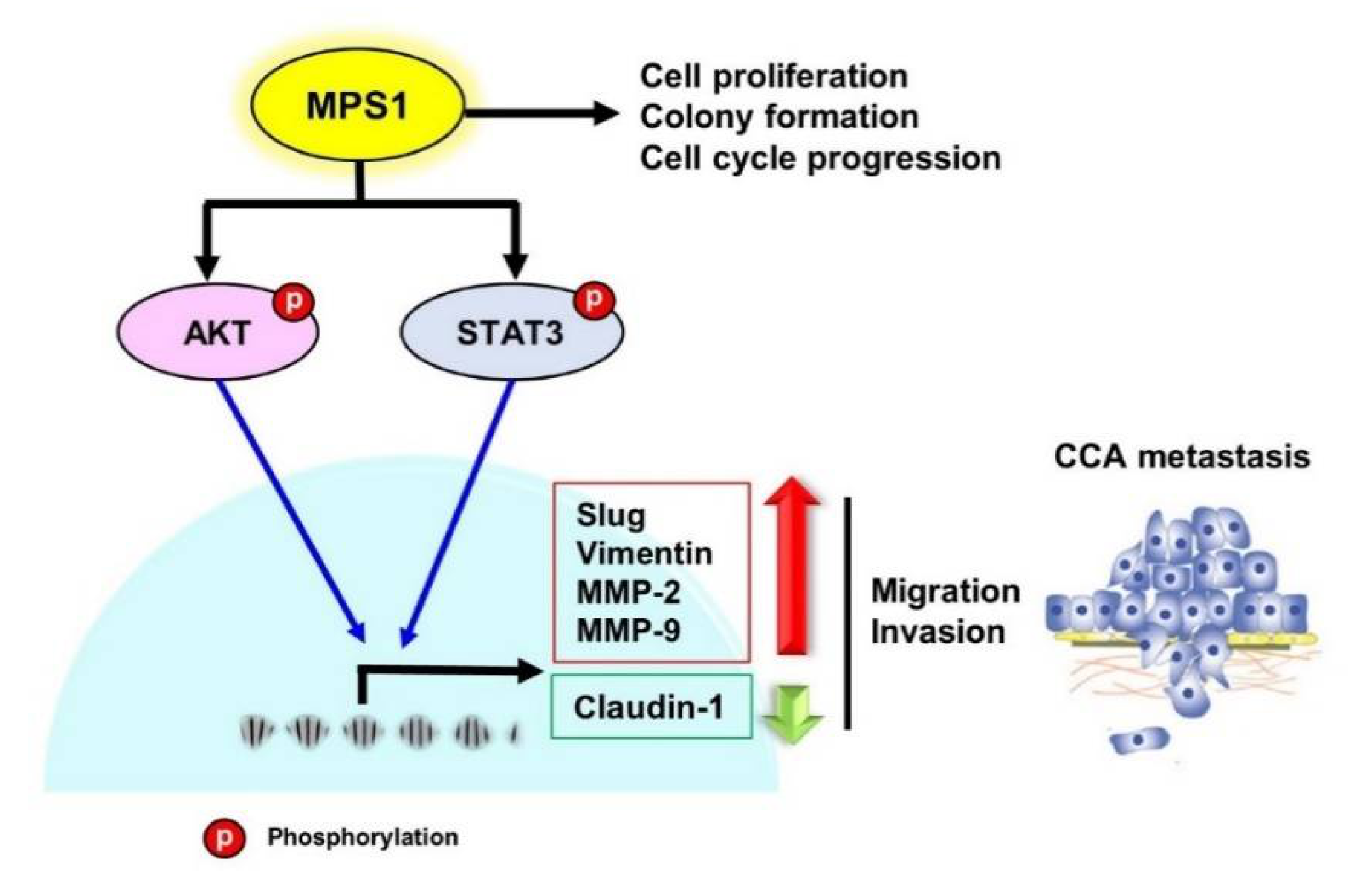 Biomedicines 09 00068 g006 Biomedicines 09 00068 g006