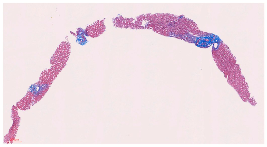 Biomedicines 09 00076 g004