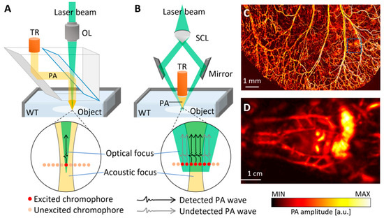 Biomedicines 09 00080 g003