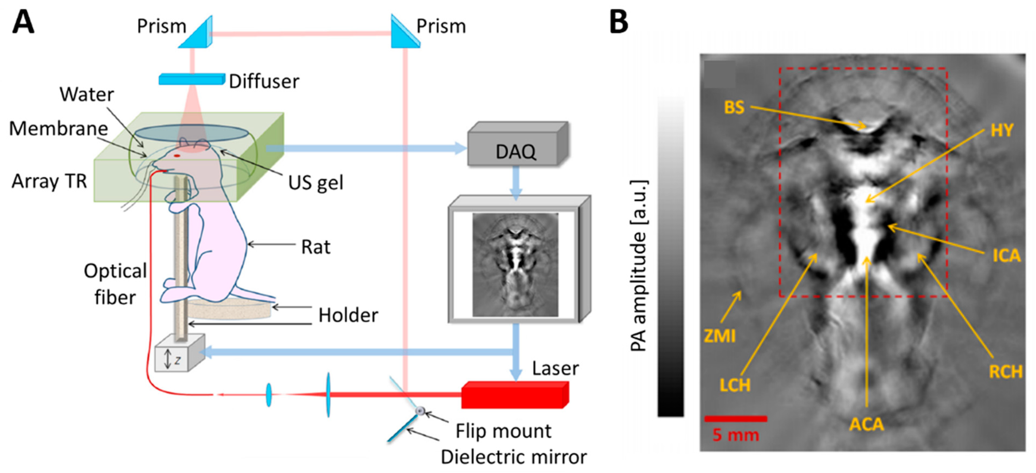 Biomedicines 09 00080 g004