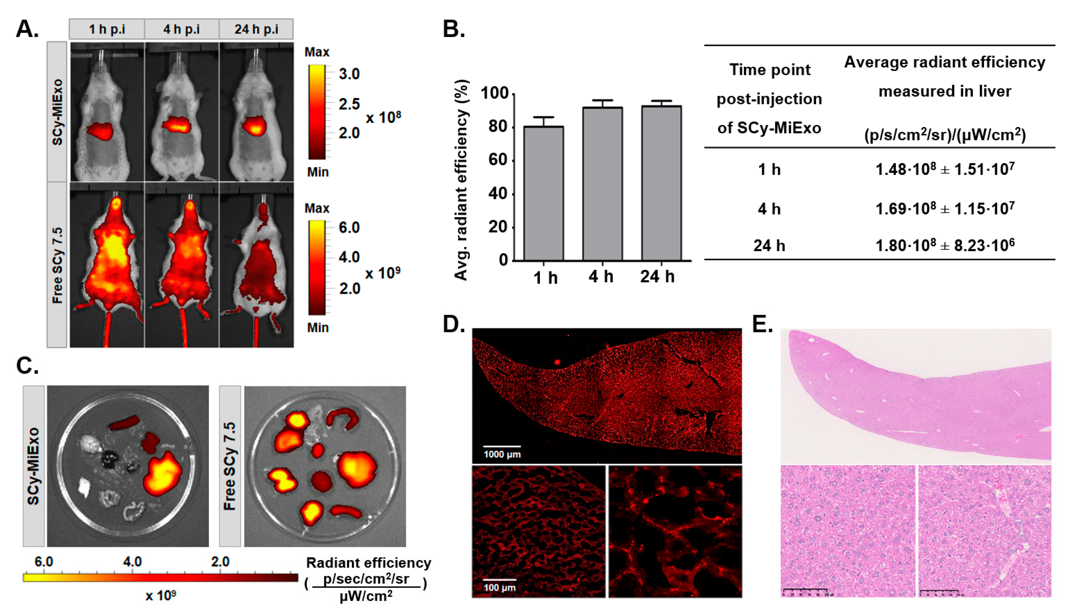 Biomedicines 09 00081 g005
