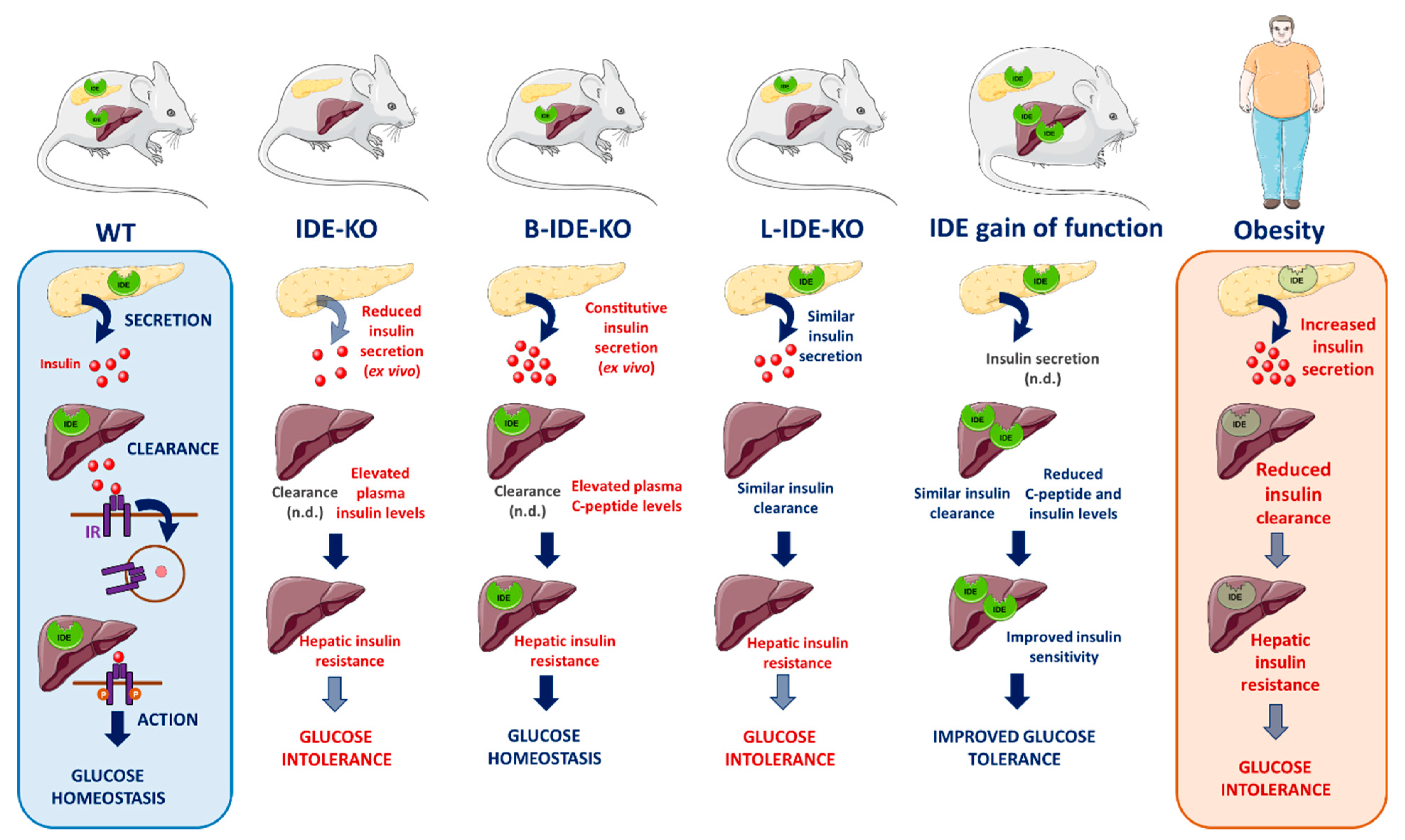 Biomedicines 09 00086 g003