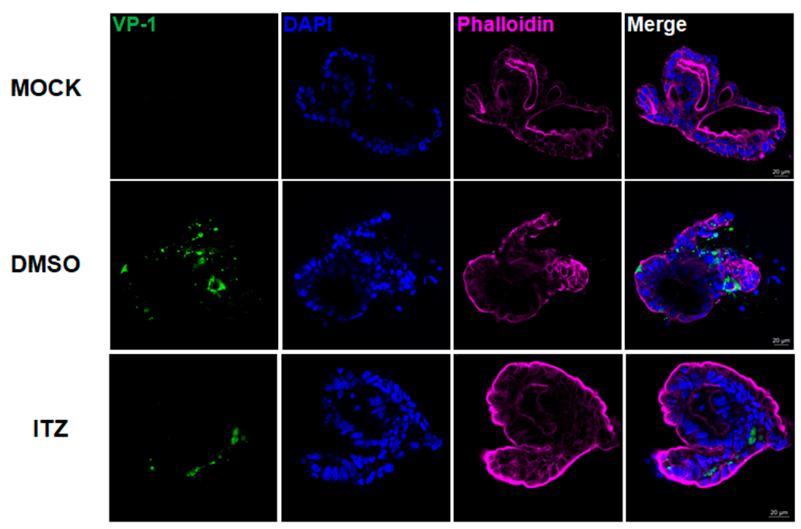 Biomedicines 09 00088 g005