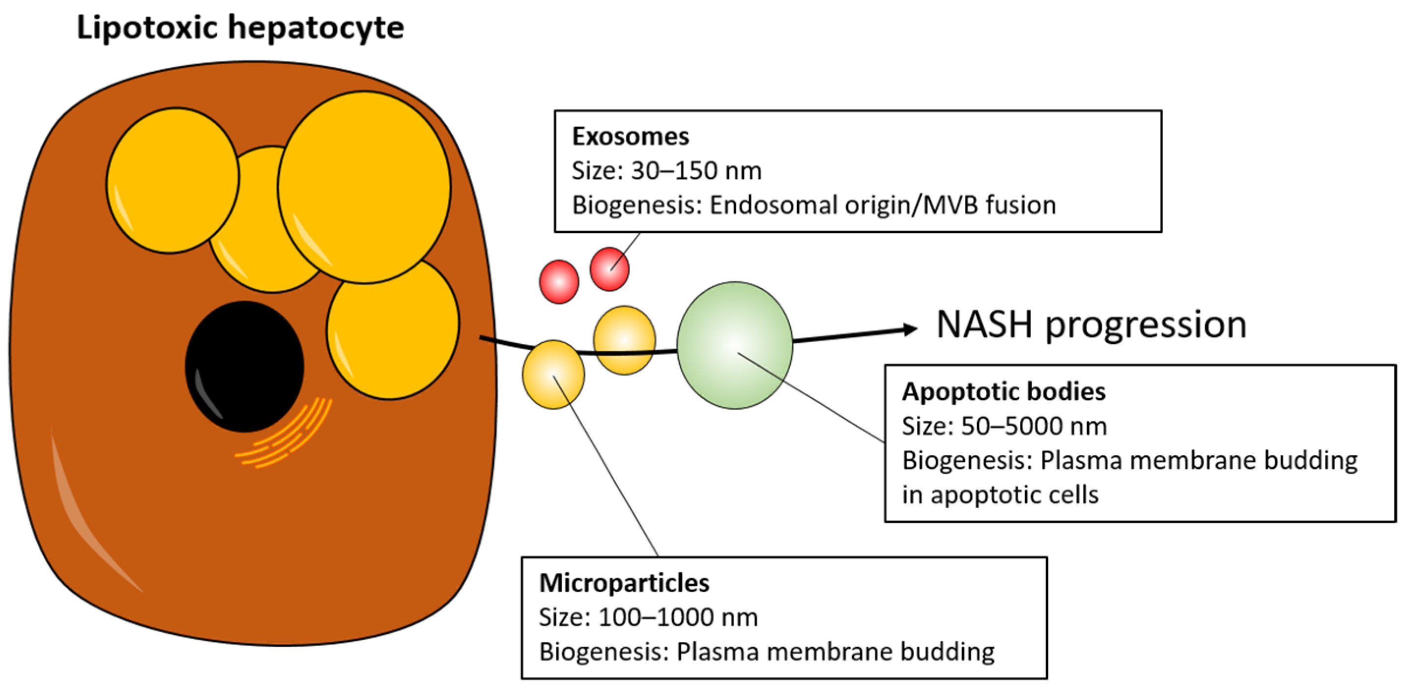 Biomedicines 09 00093 g001