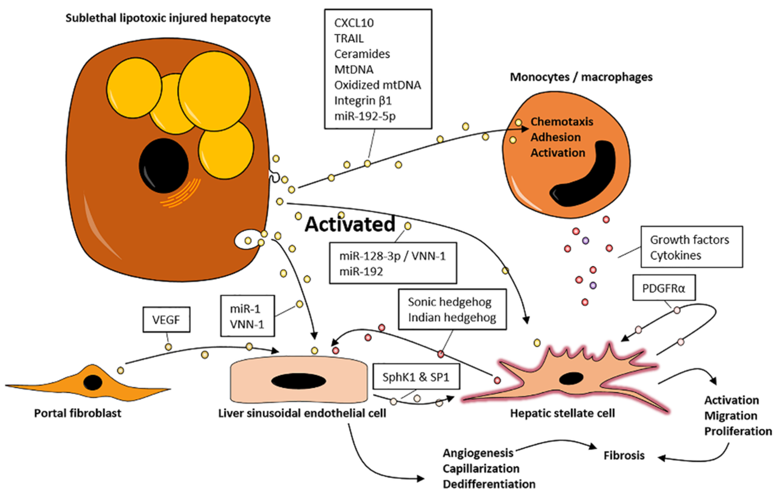 Biomedicines 09 00093 g002