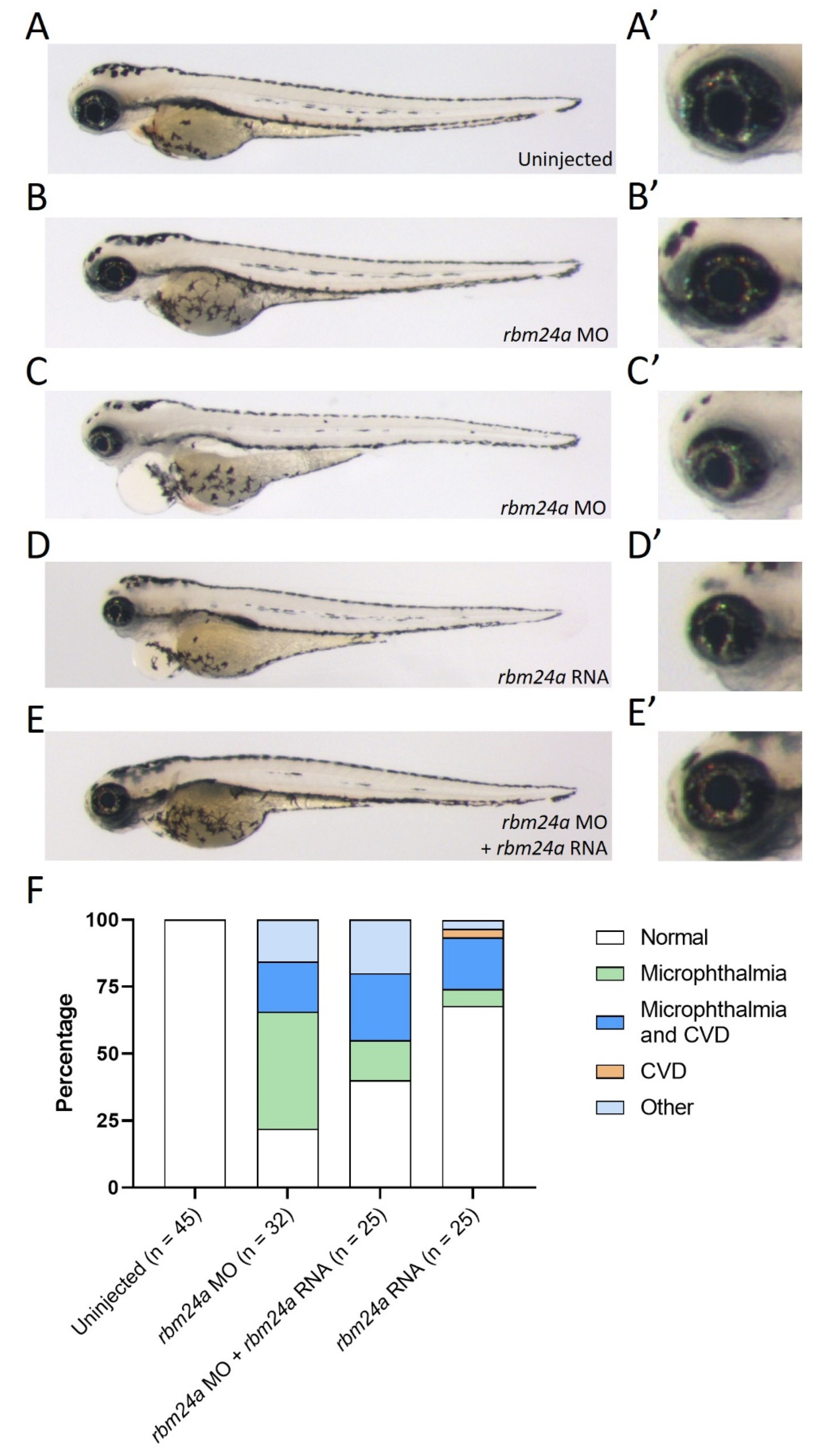 Biomedicines 09 00100 g002