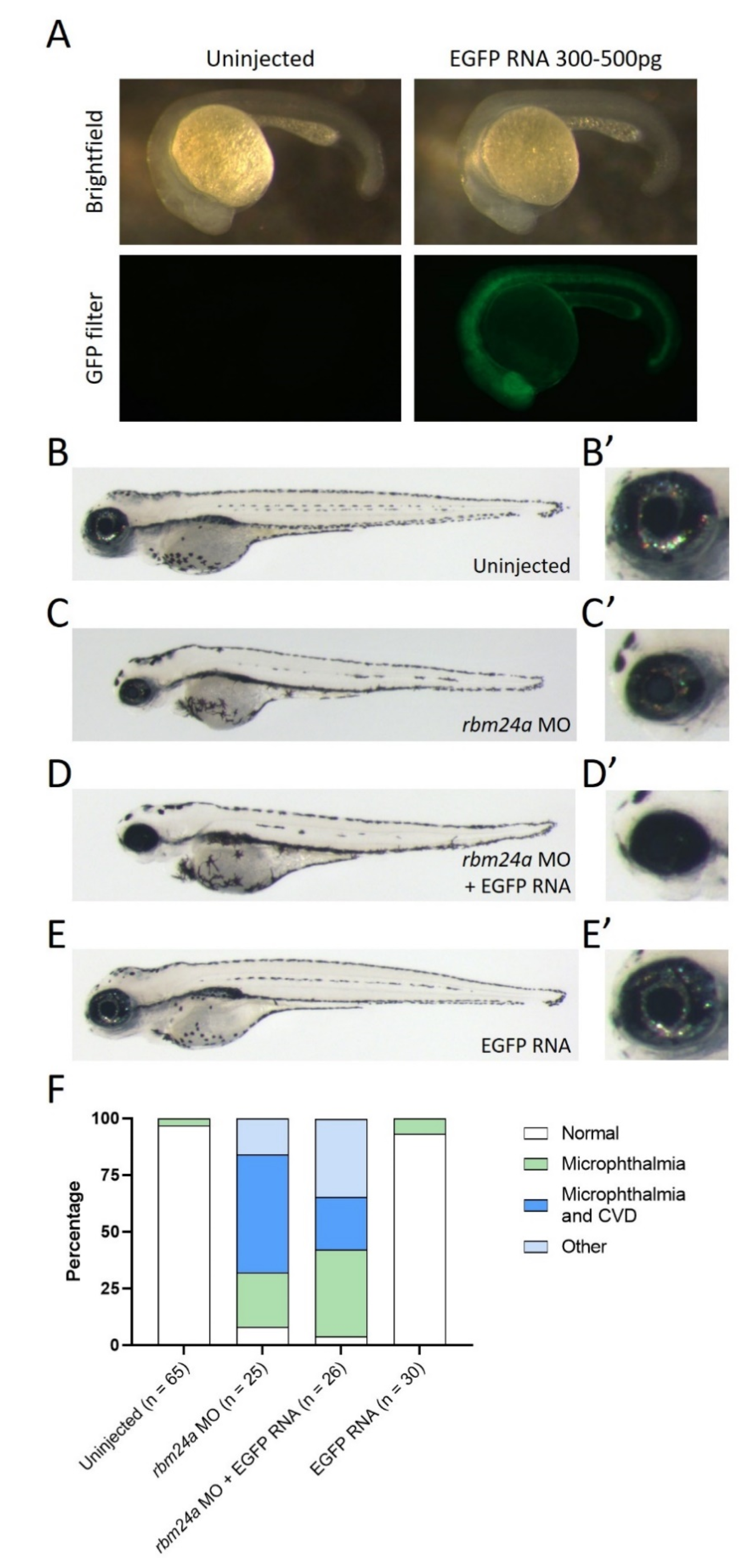 Biomedicines 09 00100 g003